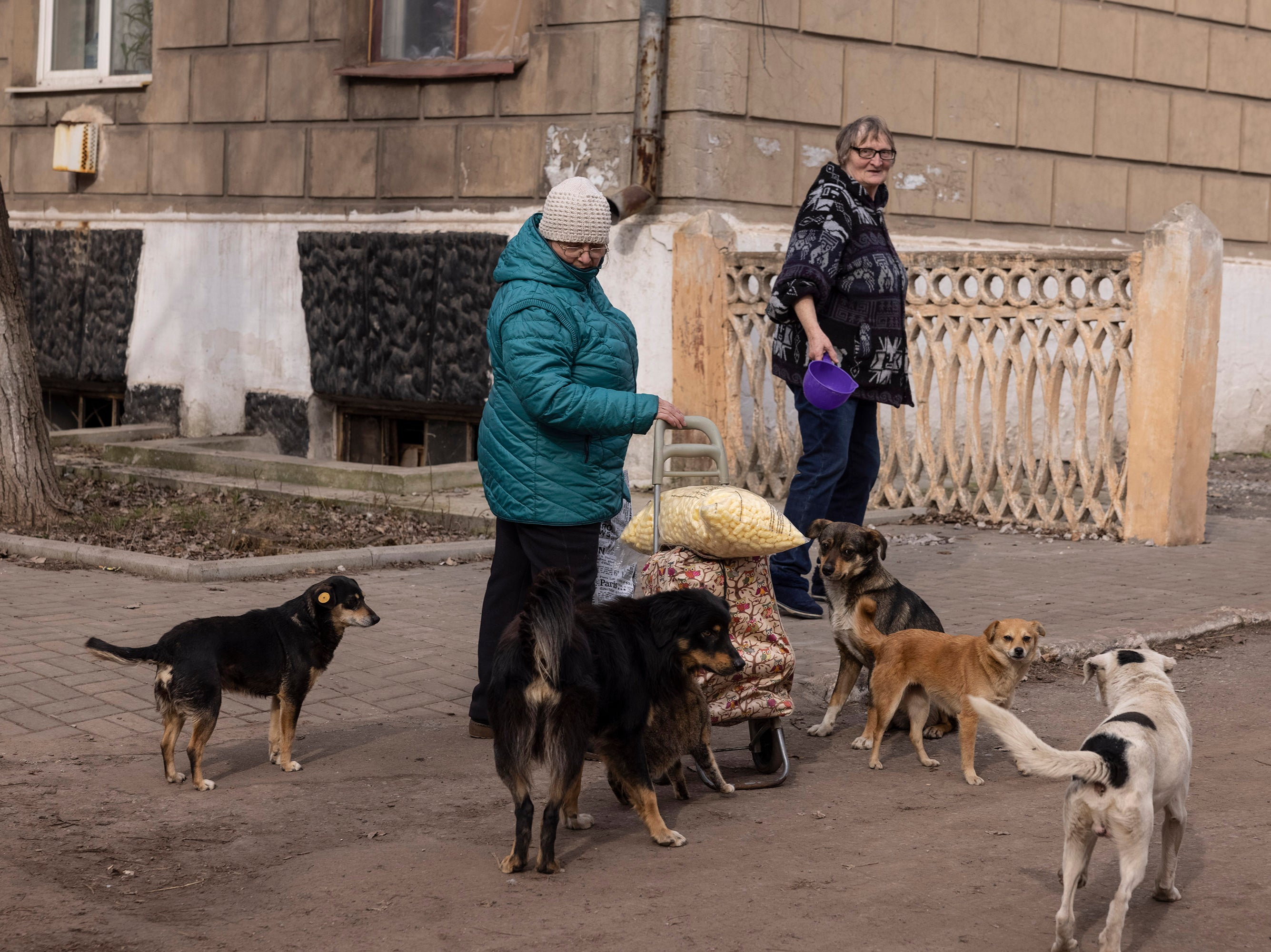 Yevhenia, right, and a neighbour care for some stray dogs