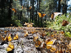 How the climate crisis is killing Mexico’s butterflies