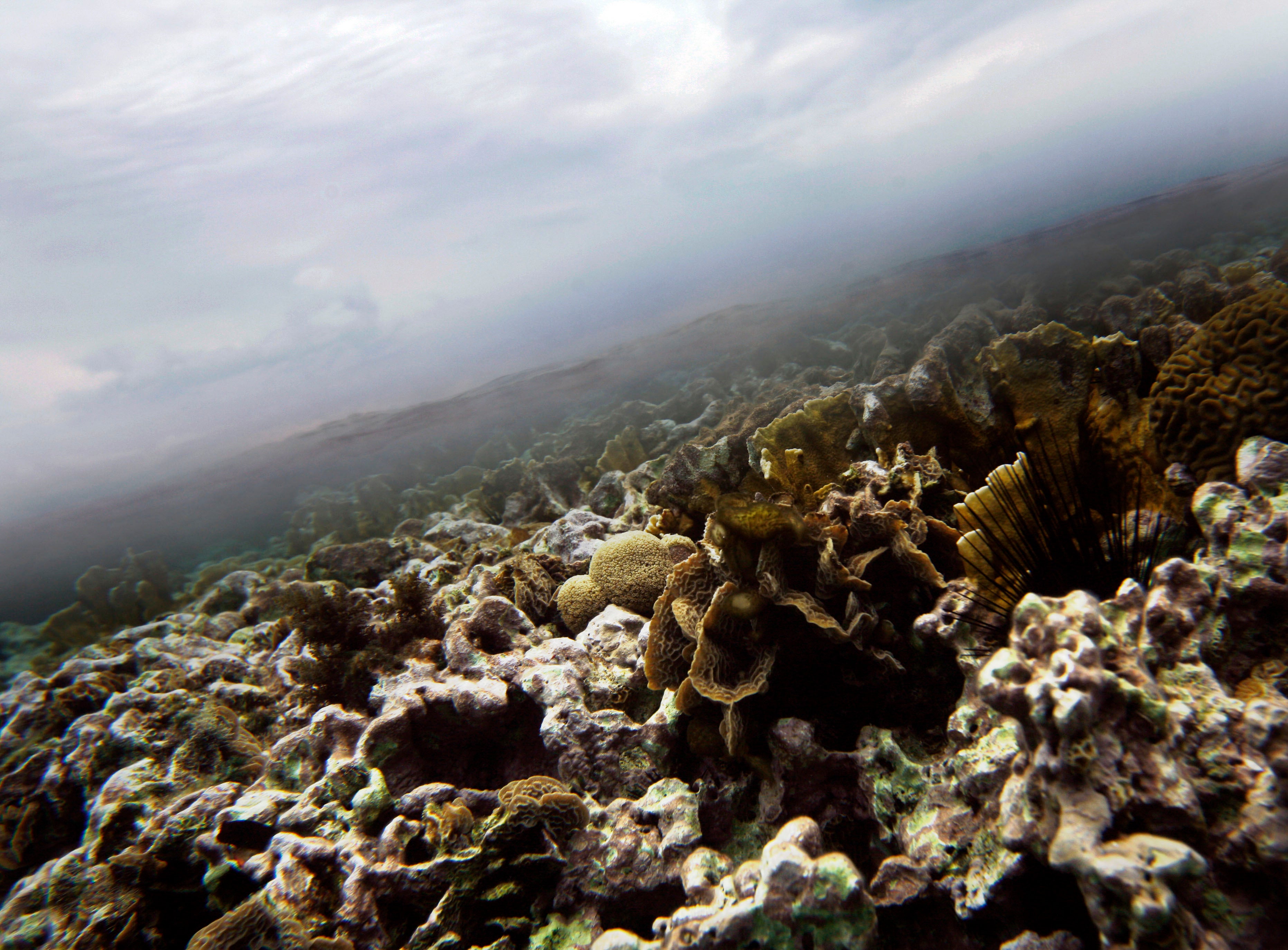 Belize Caribbean Coral Reefs