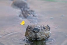 Beavers reintroduced into Grade II* listed gardens