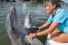 Rescued dolphin thrives year after arriving in Florida Keys