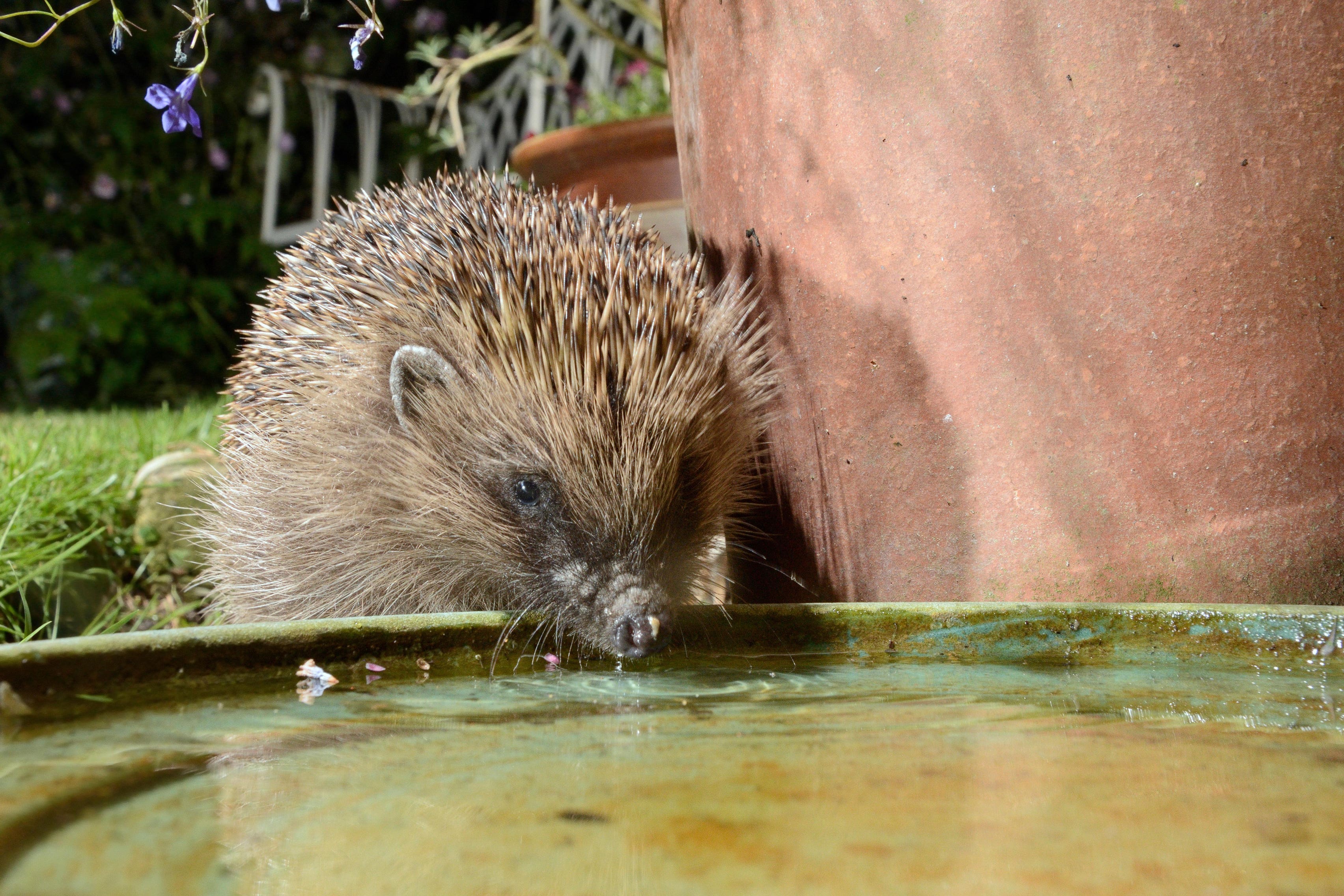 The hedgehog population is declining (Alamy/PA)