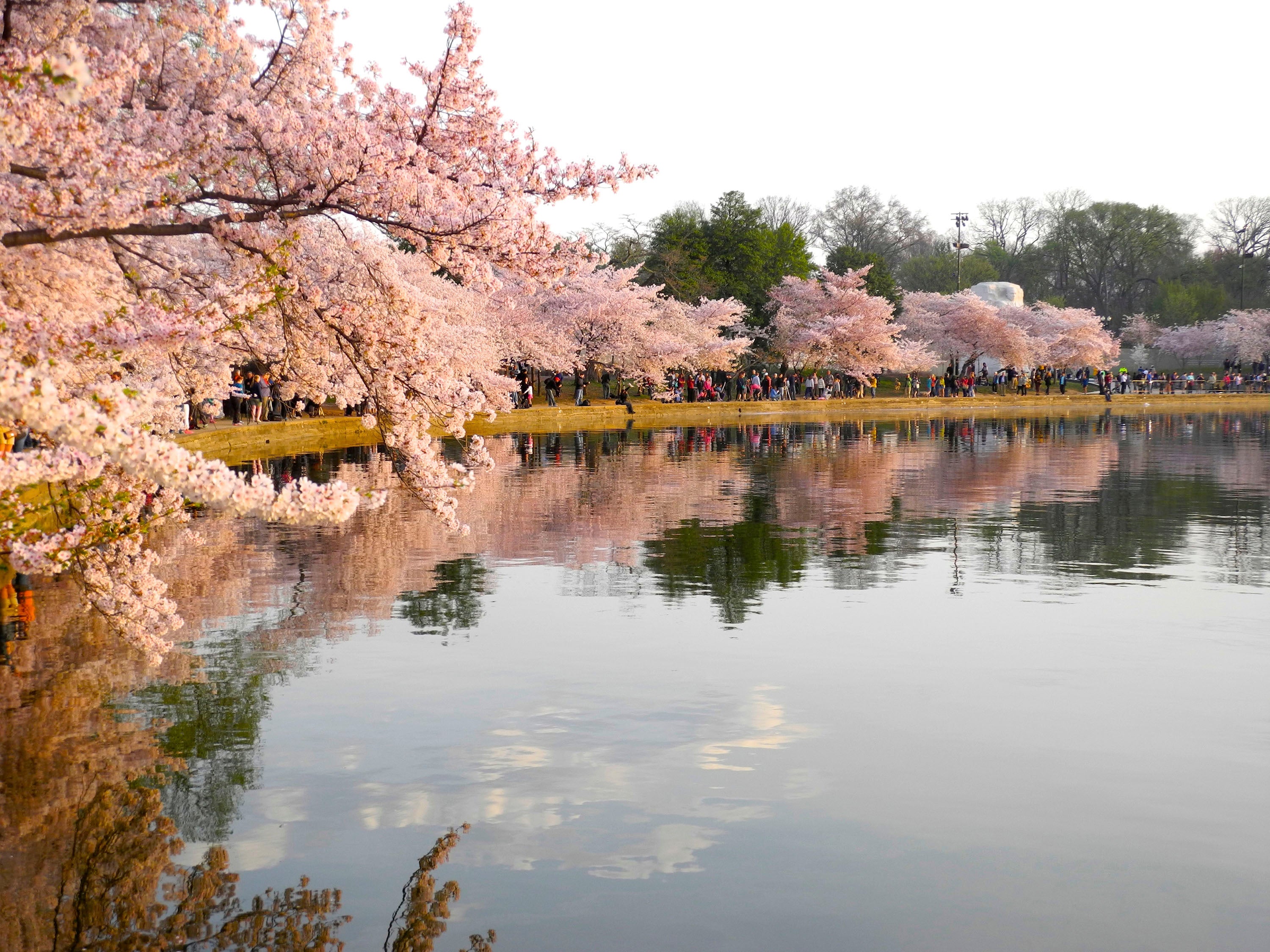 Gardening-Cherry Blossoms