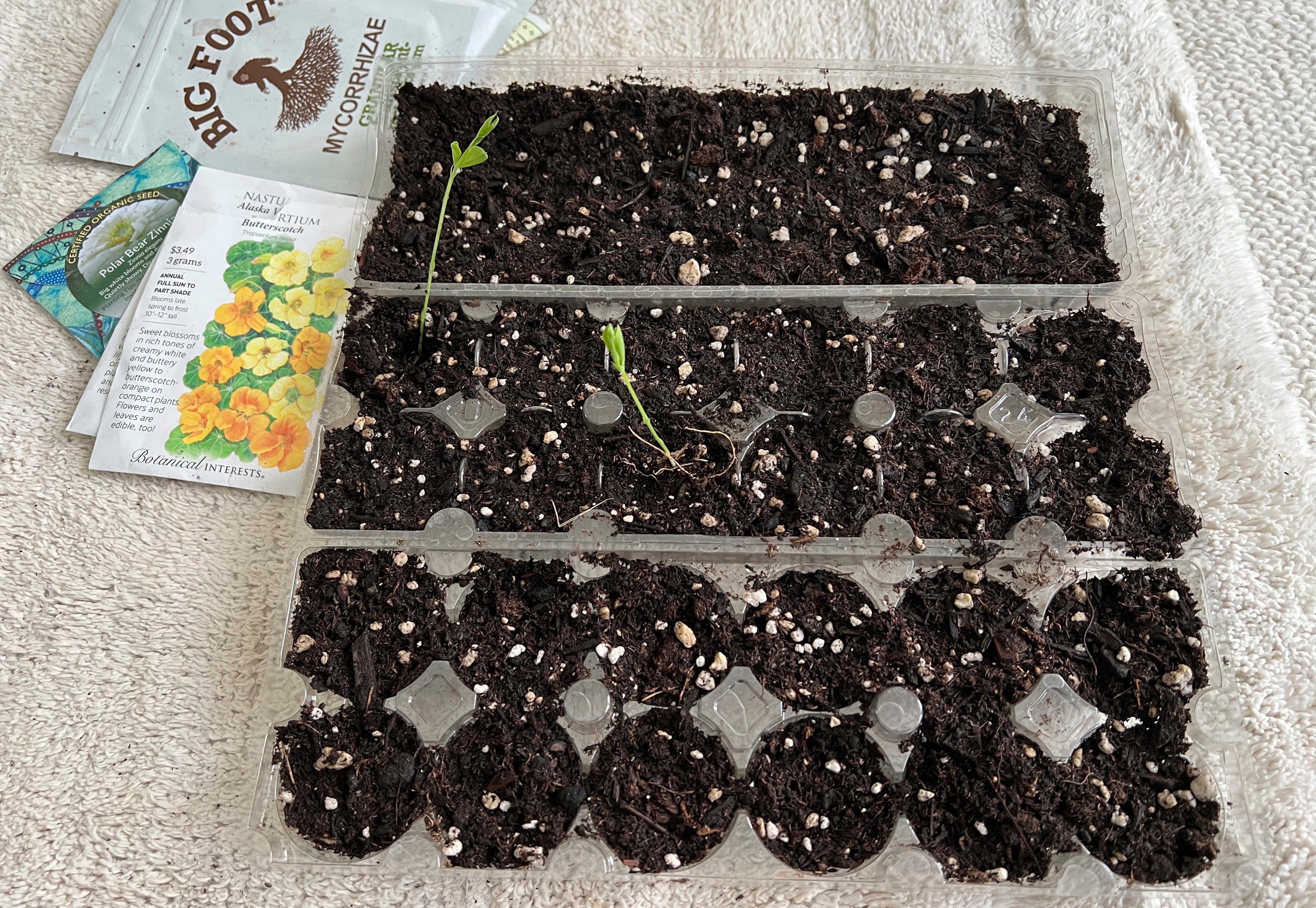 Gardening From Seed