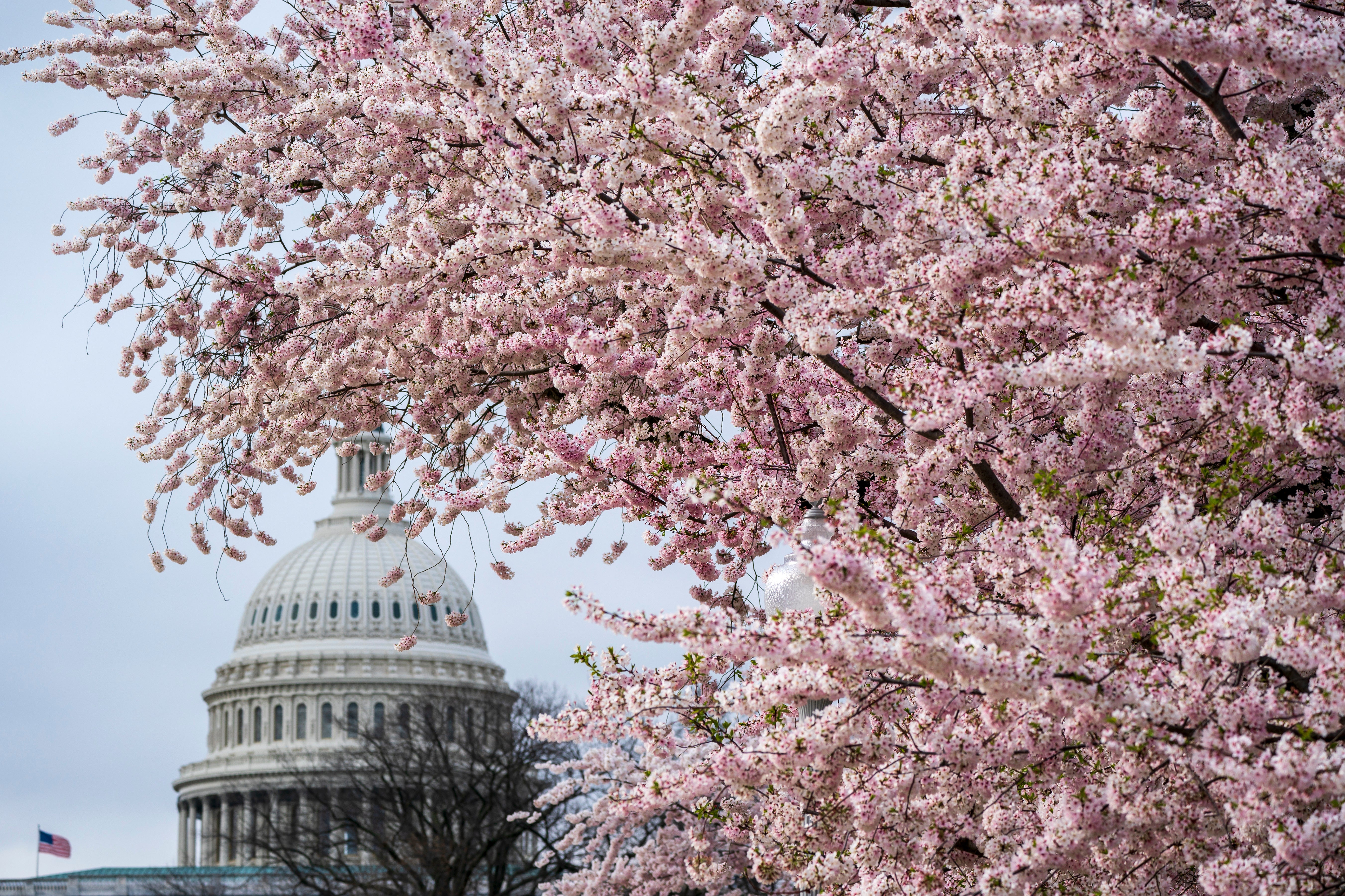 Washington Cherry Blossoms