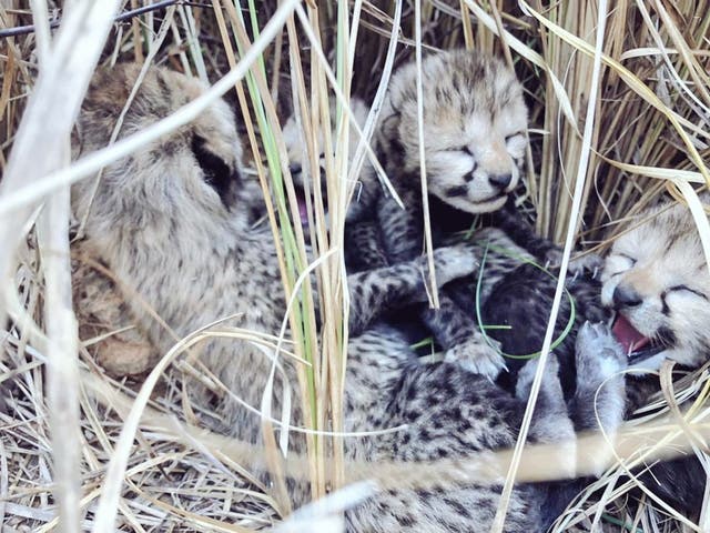 <p>File: The first four cubs born to cheetahs in the Indian reintroduction project</p>