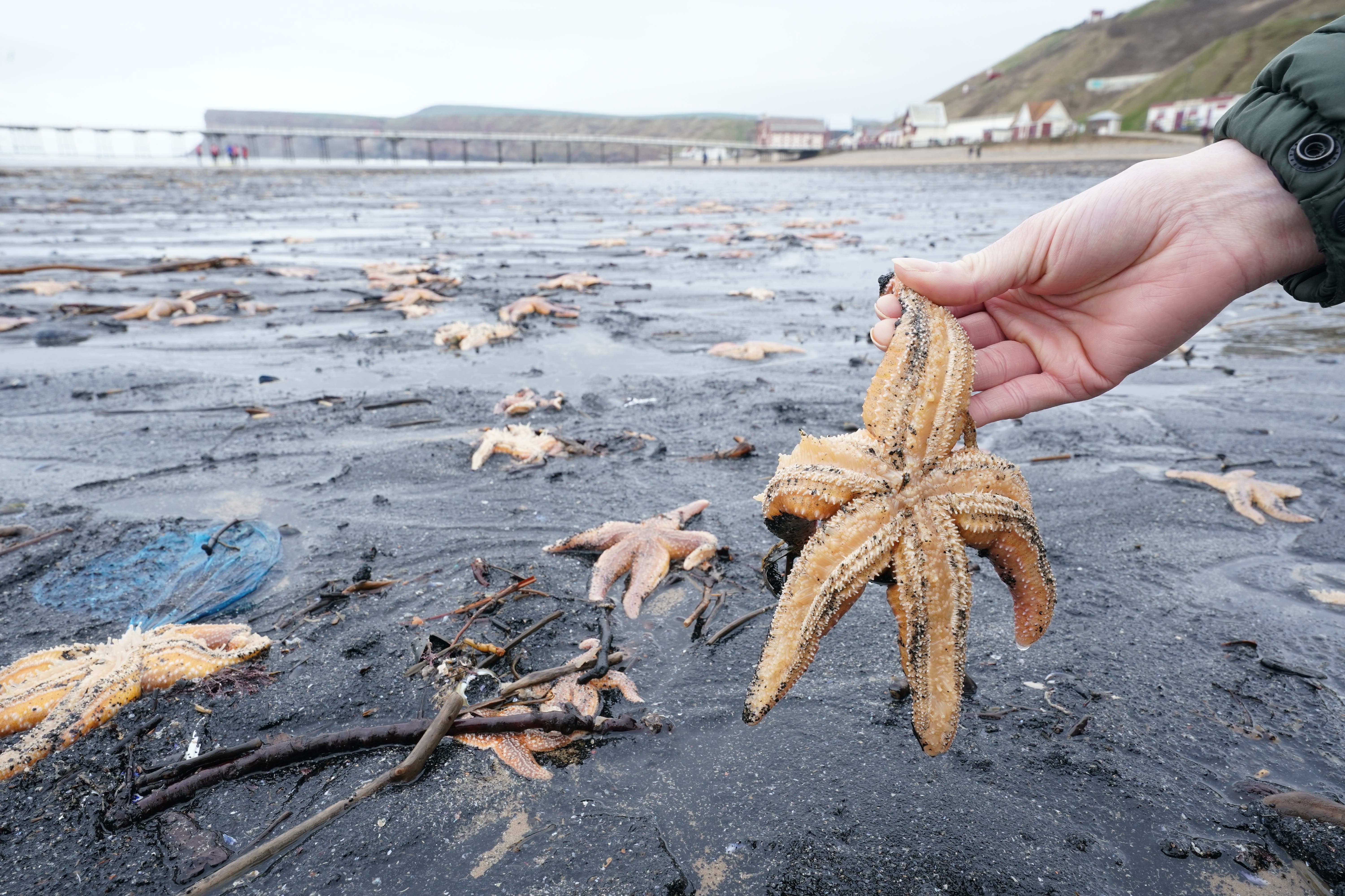 Dead and dying starfish that have been washed up on the beach at Saltburn-by-the-Sea in North Yorkshire (Owen Humphreys/PA)