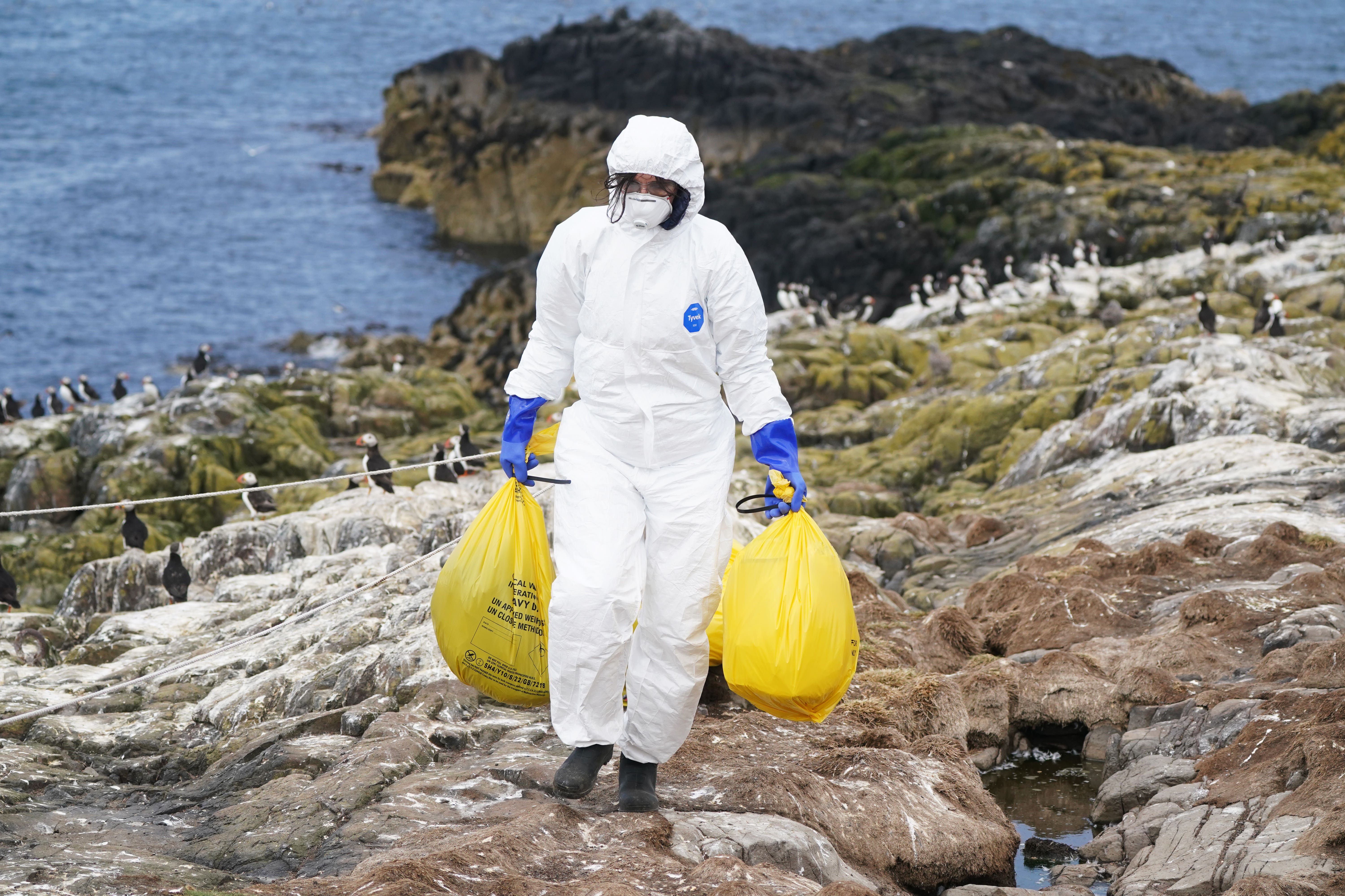 Avian flu has been found in 23 of 219 wild mammals collected since October 2021 (Owen Humphreys/PA)