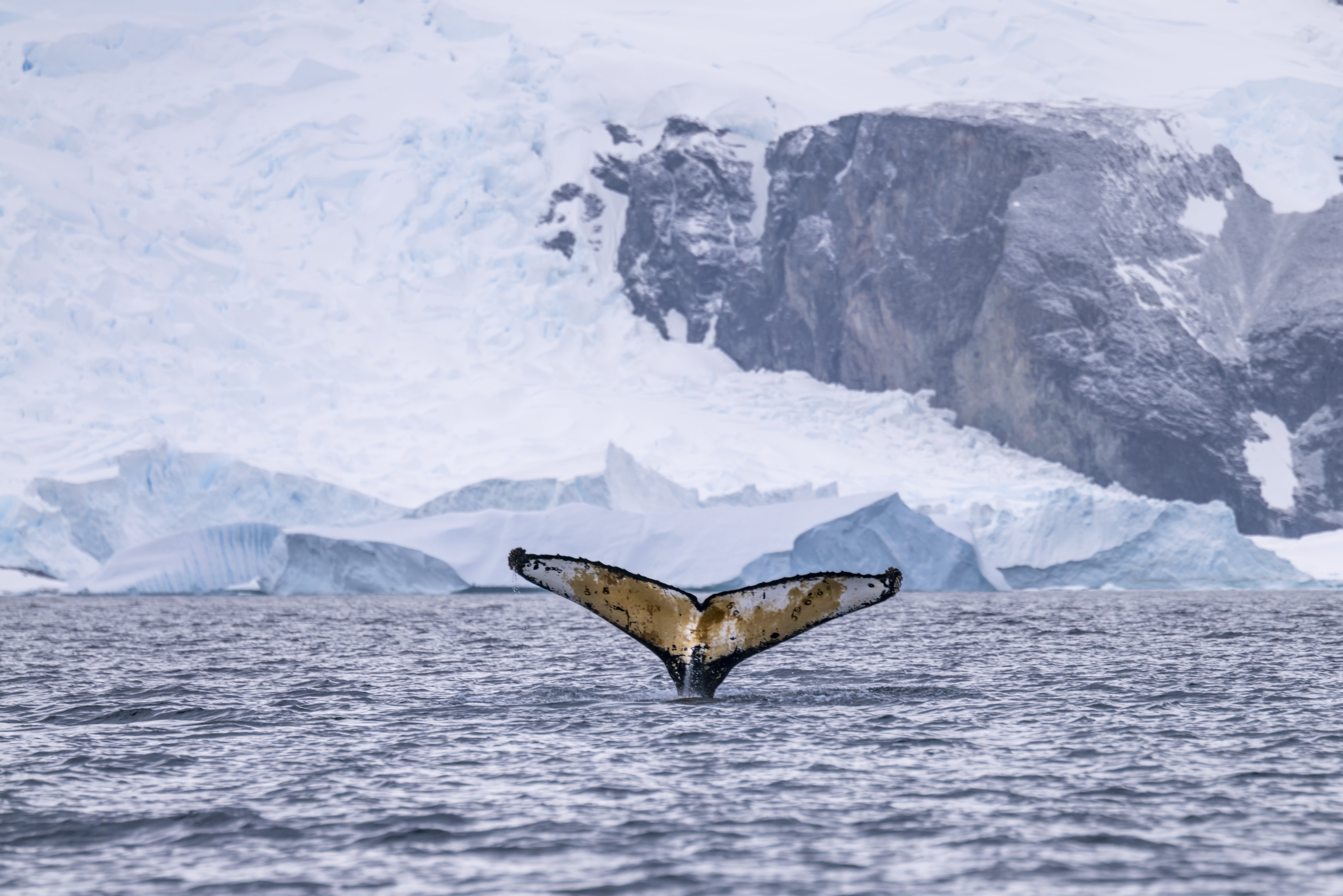 The study of whales is not an easy business