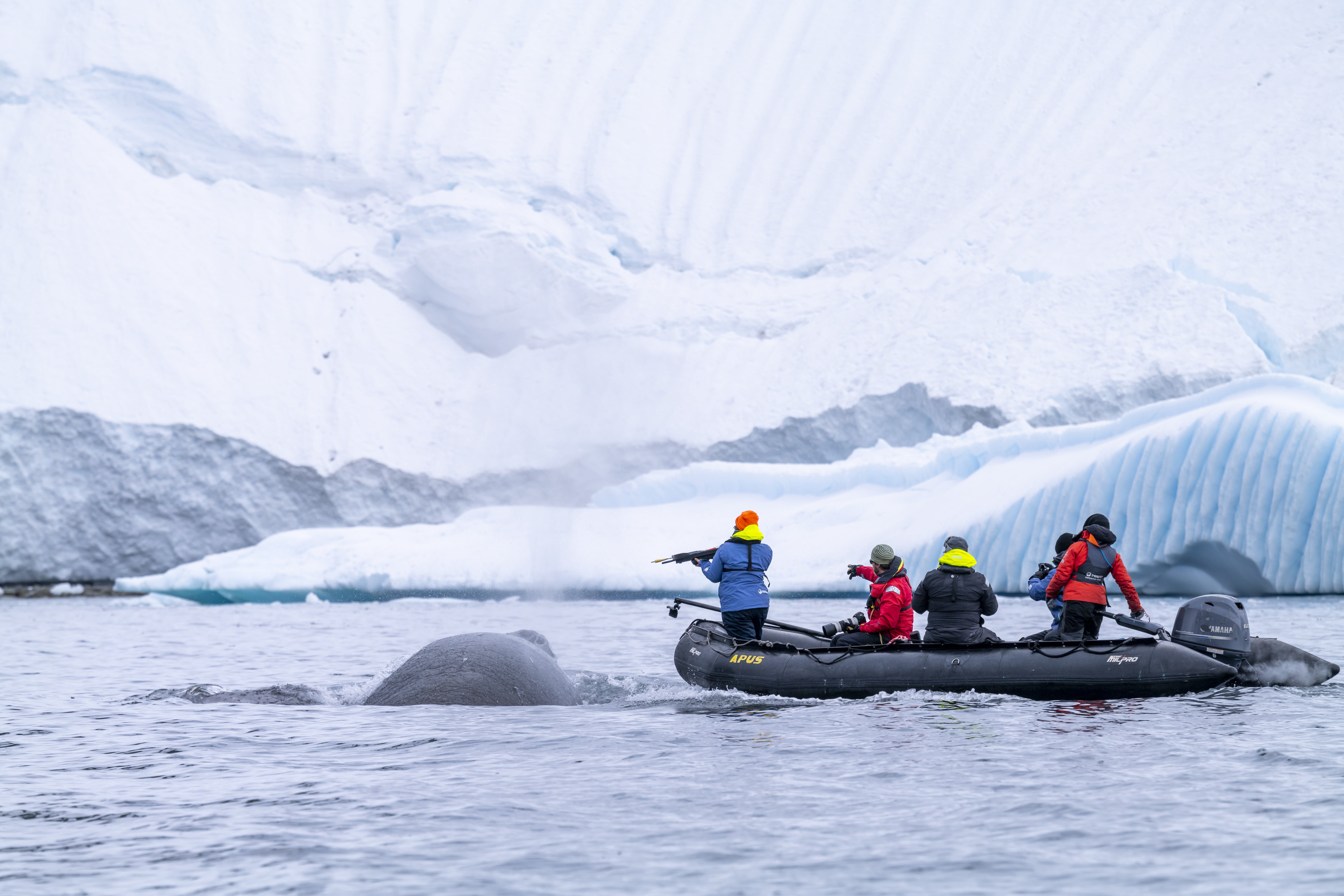 Scientists approach a whale in the icy waters