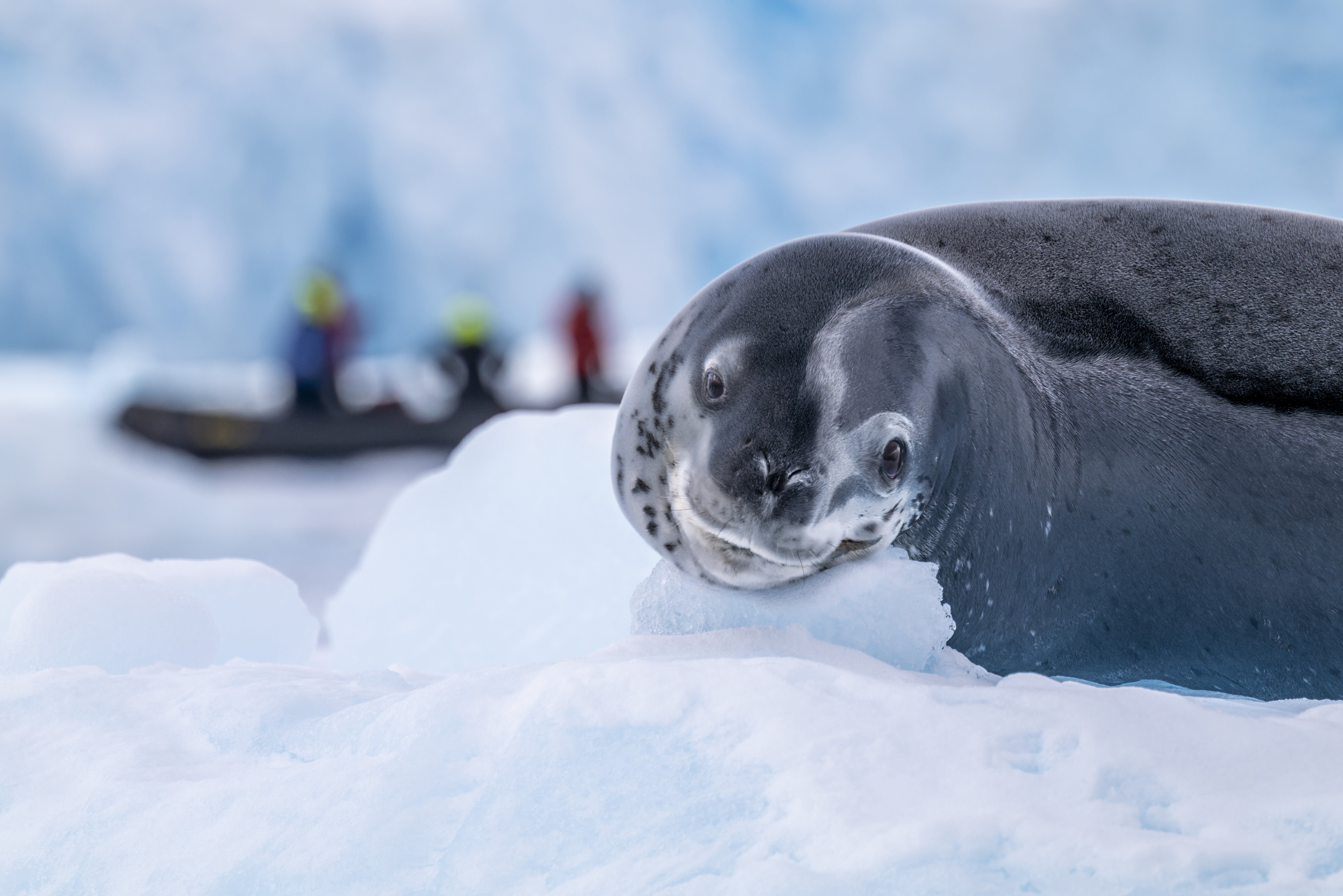 A leopard seal relaxes on the ice