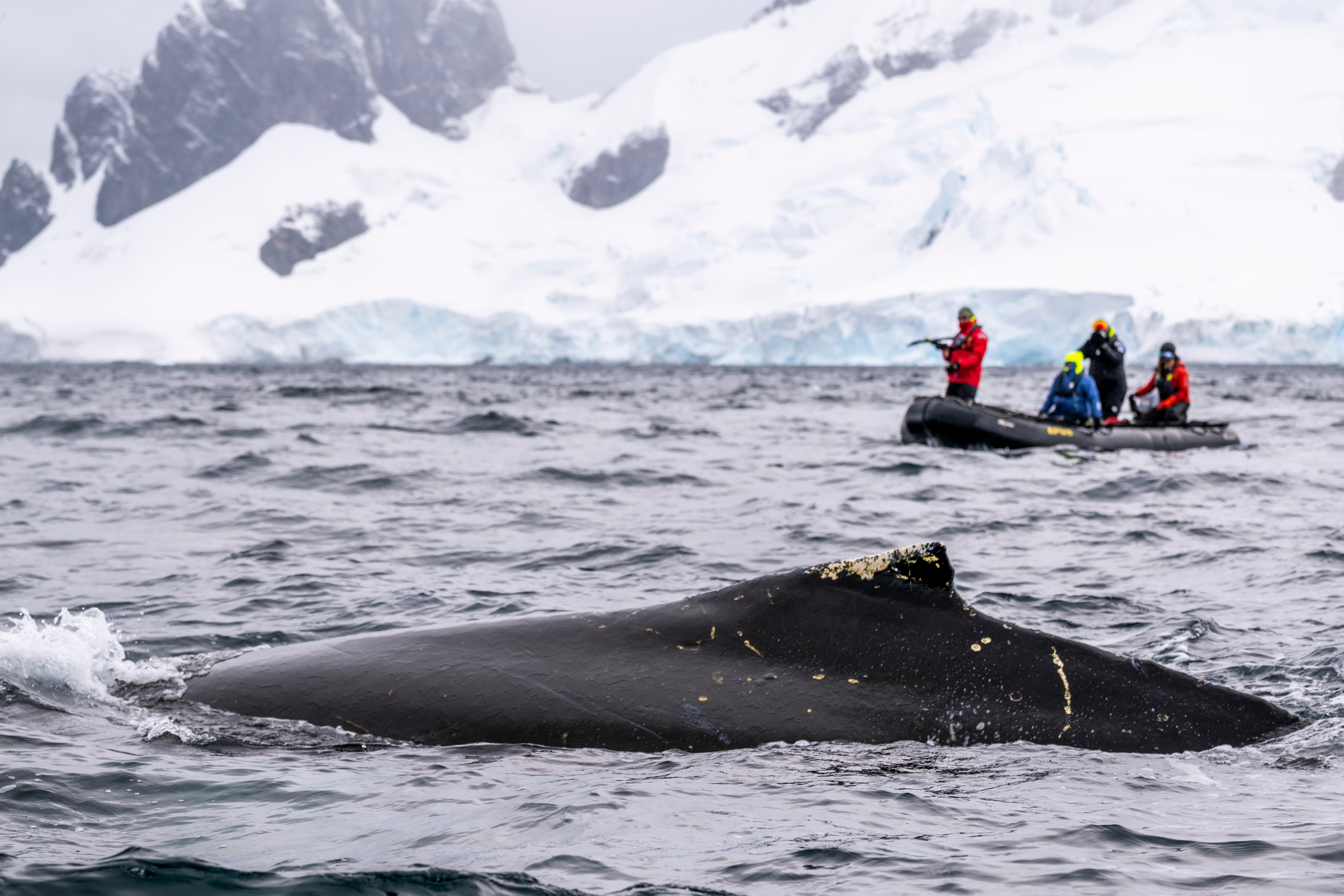 Scientists monitor a whale