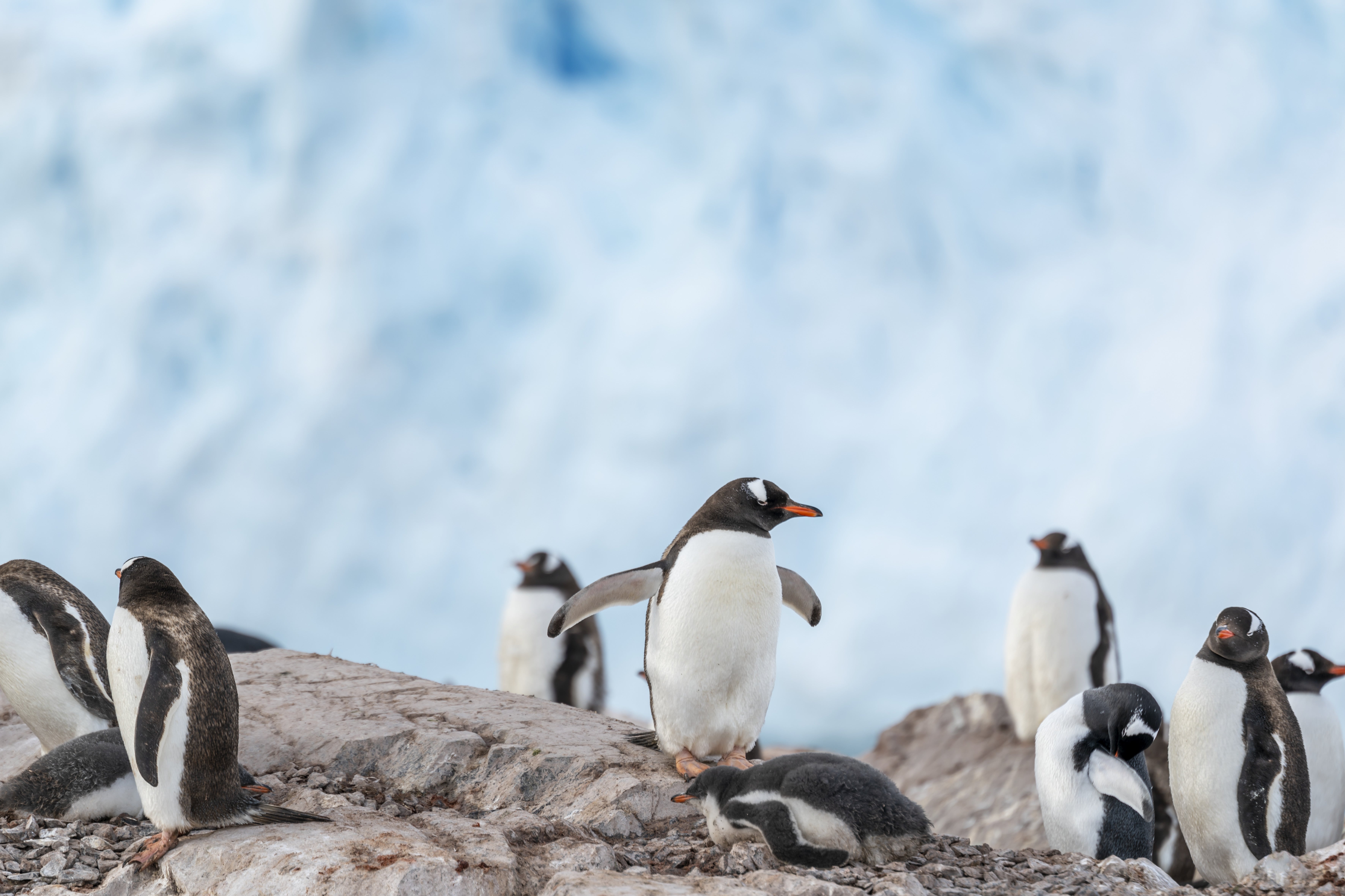 Gentoo penguins