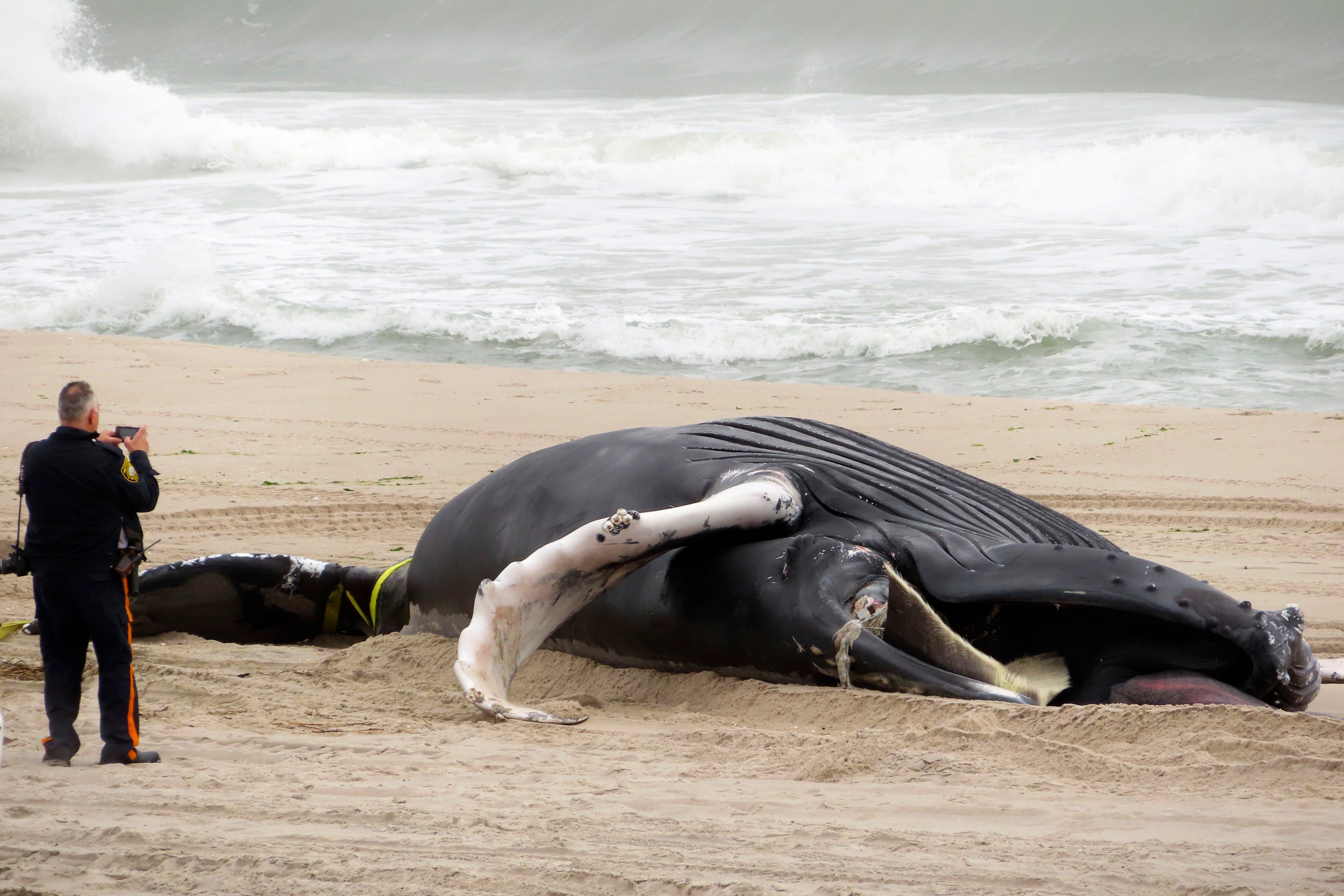 Offshore Wind-Dead Whales