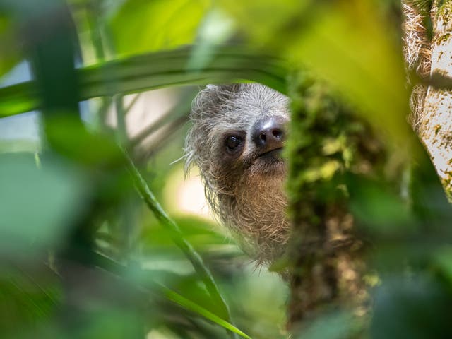 <p>A three-toed sloth in the canopies of Costa Rica</p>