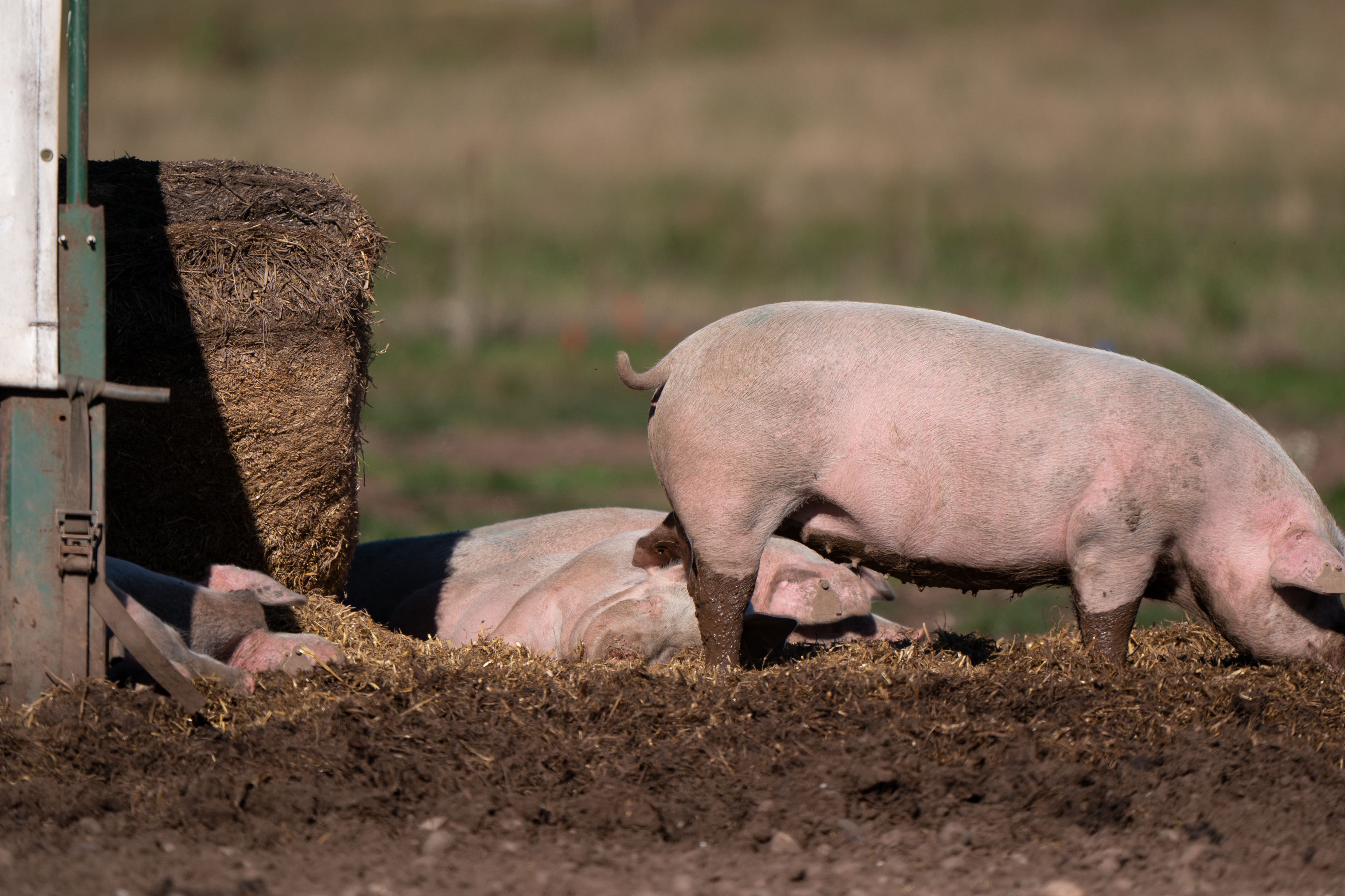 The Food Standards Authority has launched an investigation following reports of mislabelled pork (Joe Giddens/PA)