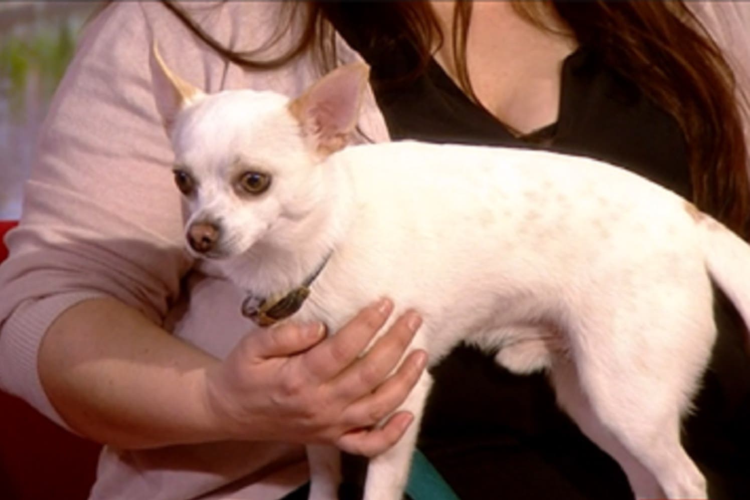 Chihuahua Blue, who met Paul O’Grady (BBC Breakfast/PA)