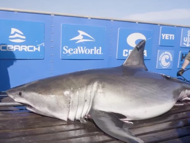 A 1,400-pound great white shark was found swimming off Hatteras, NC