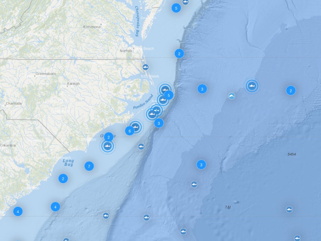 As many as seven great white sharks have been spotted off the coast of North Carolina