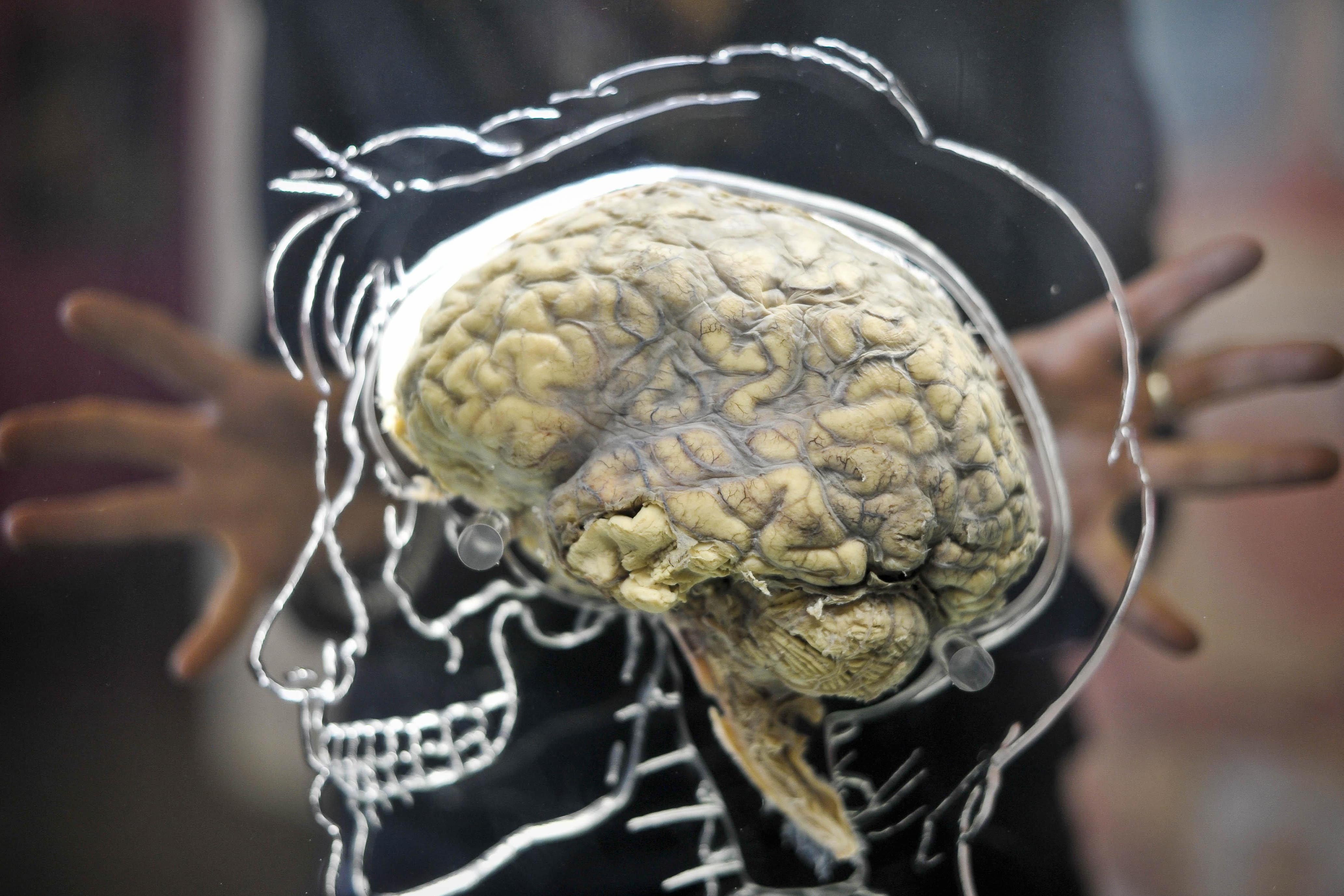 The aim was to find out how short-term memories in the hippocampus became long-term memories (Ben Birchall/PA)