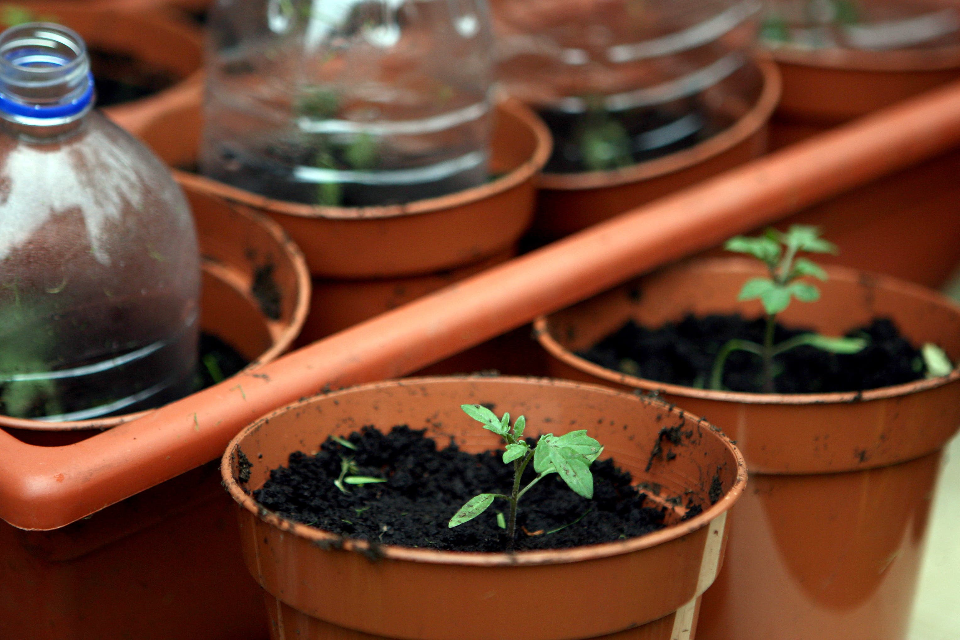 The researchers recorded healthy and stressed tomato and tobacco plants (Anthony Devlin/PA)