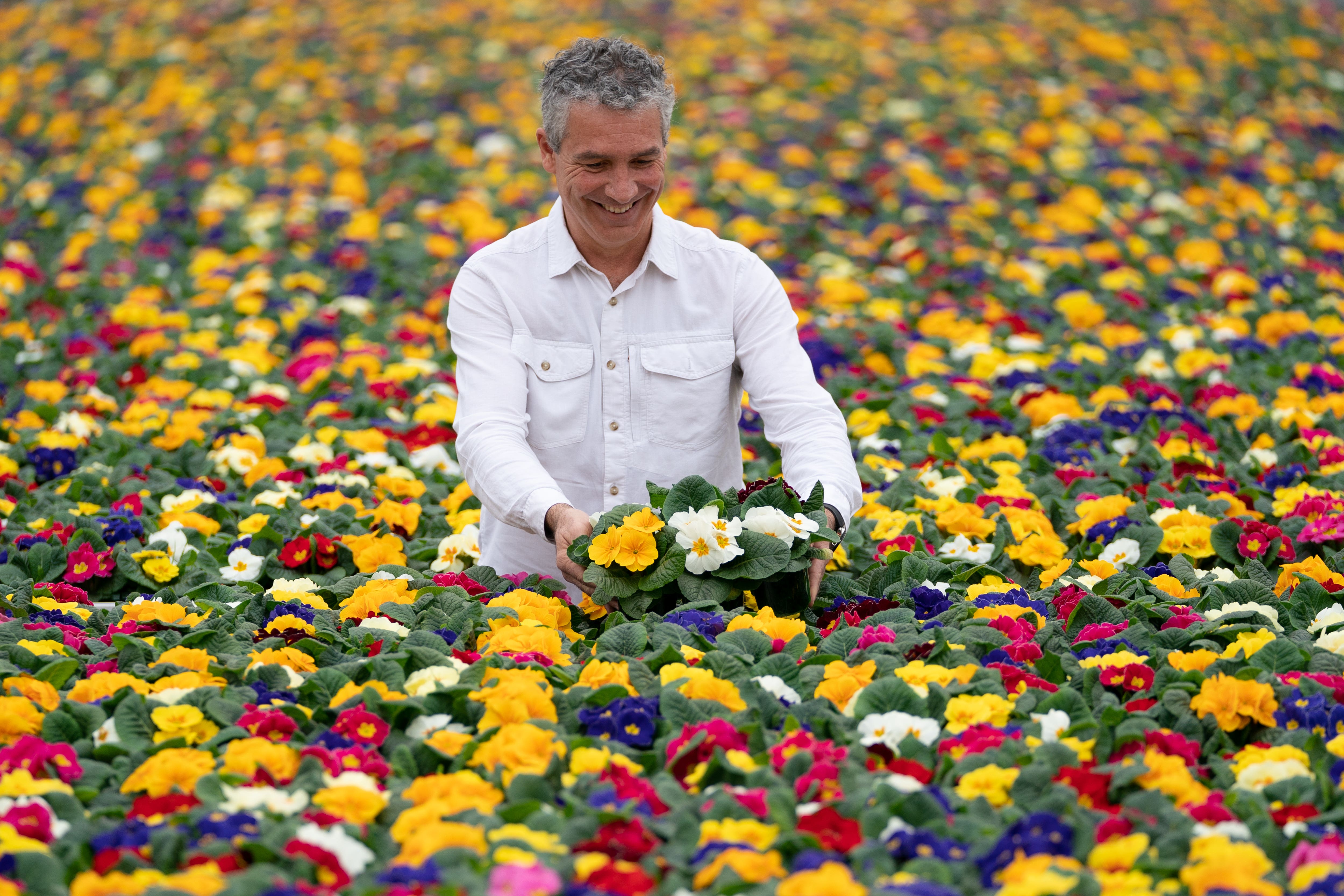 Head of growing Antonio Rodrigues amongst a sea of primroses at Bridge Farm Nurseries in Spalding, Lincolnshire, one of the largest growers of ornamental flowers in the UK. (Joe Giddens/ PA)