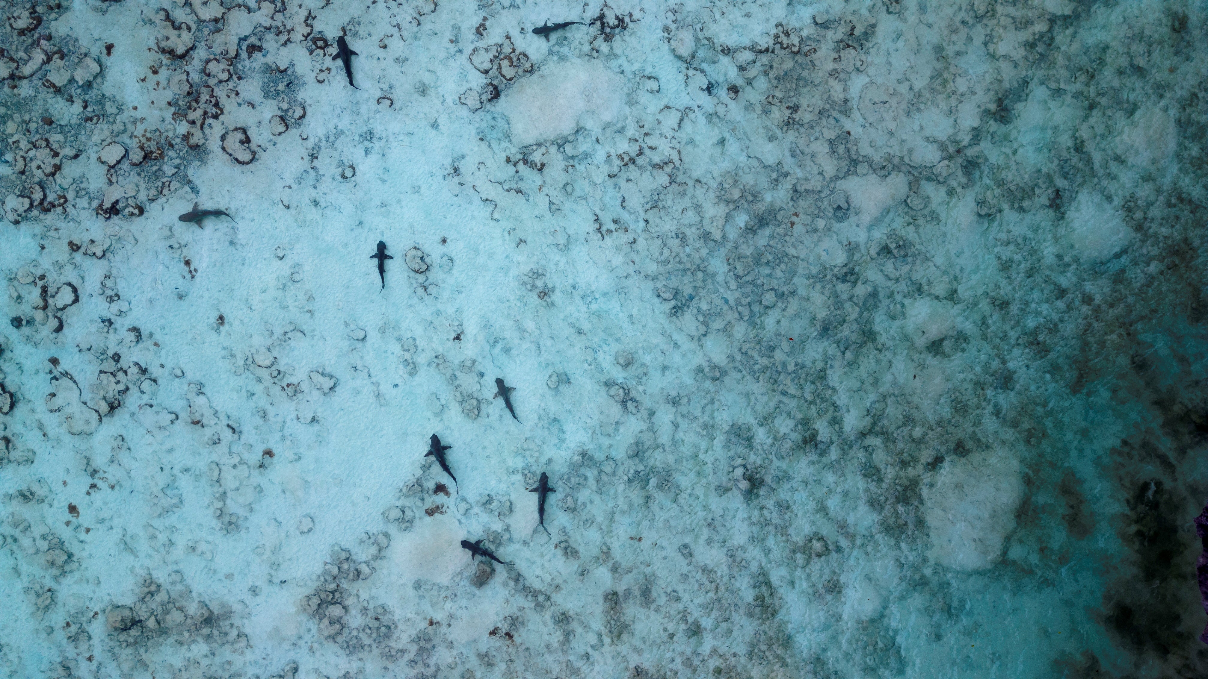 A group of eight juvenile blacktip reef sharks swim in the early morning, during low tide