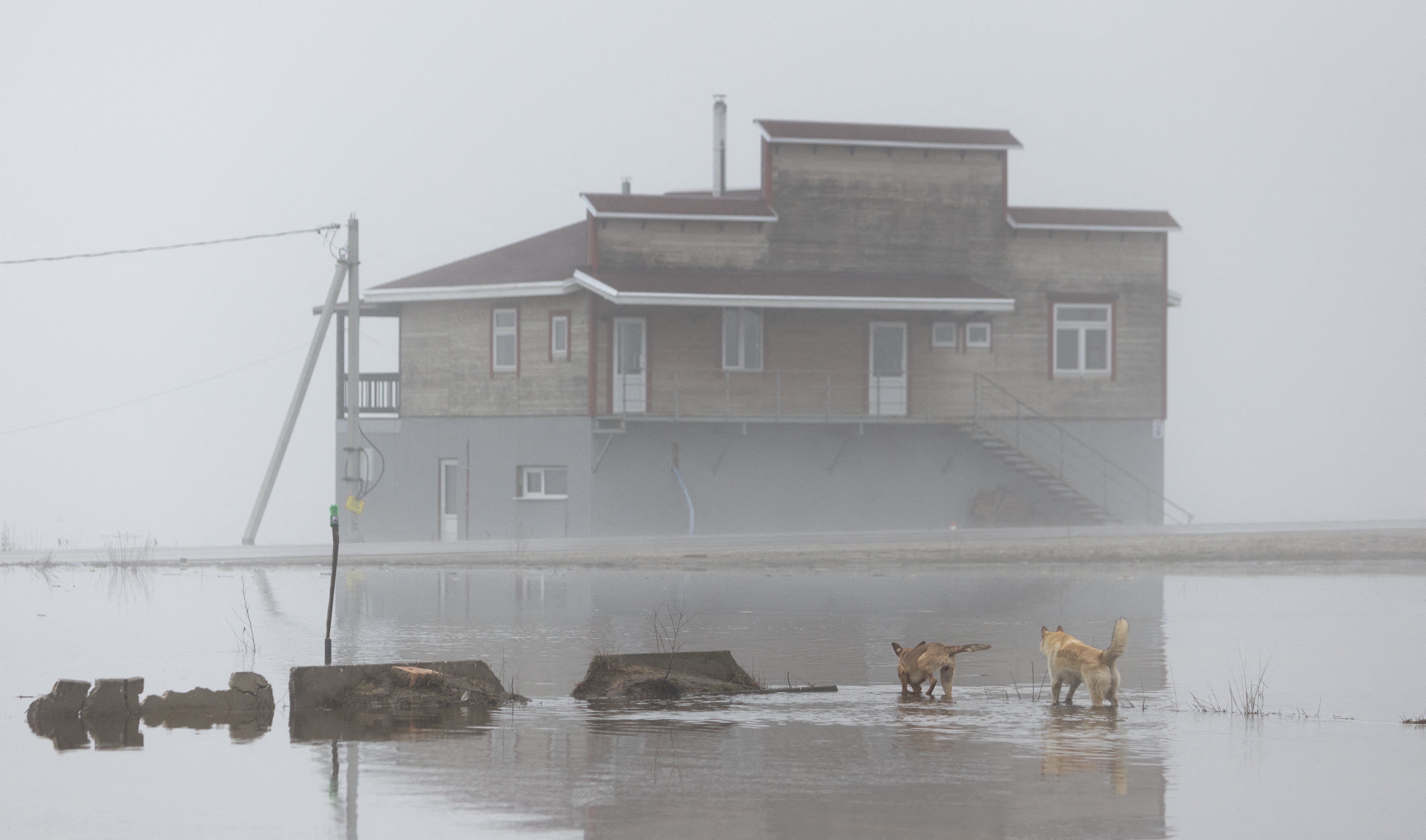 Dogs walk through the water towards a flooded building during an annual spring flood in the Ryazan Region, Russia