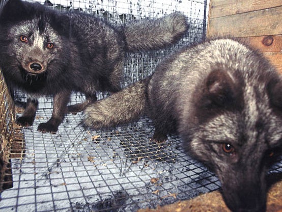 Arctic foxes in Russia