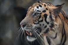 India celebrates 50 years of project ‘bringing tigers back from brink of extinction’