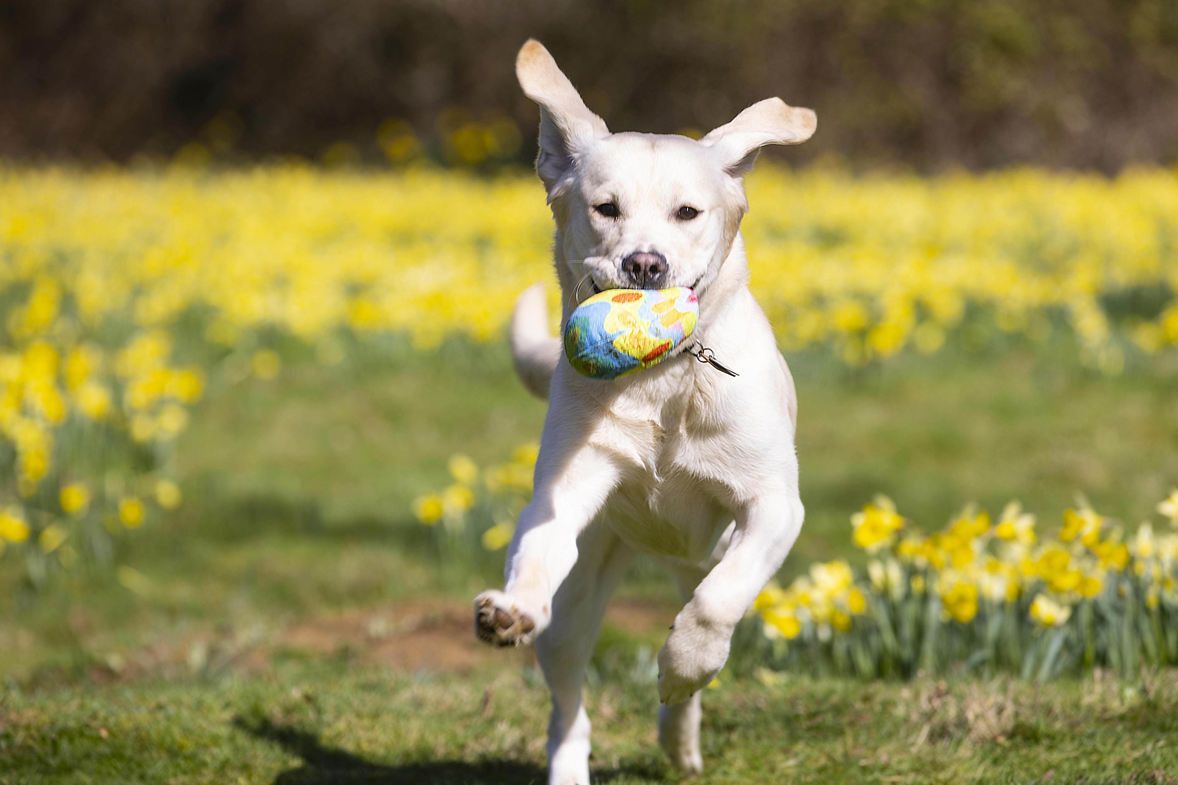 Guide Dogs organised a special treat for their puppies (David Parry/PA)