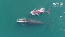 Endangered North Atlantic right whale spotted nursing calf