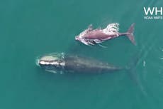 Endangered North Atlantic right whale spotted nursing calf