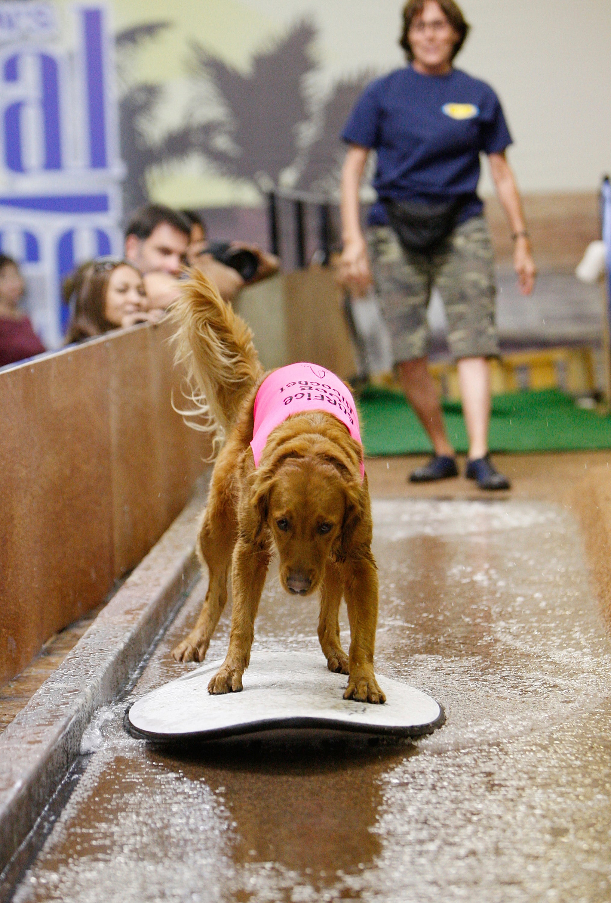 California Surfing Dog Dies