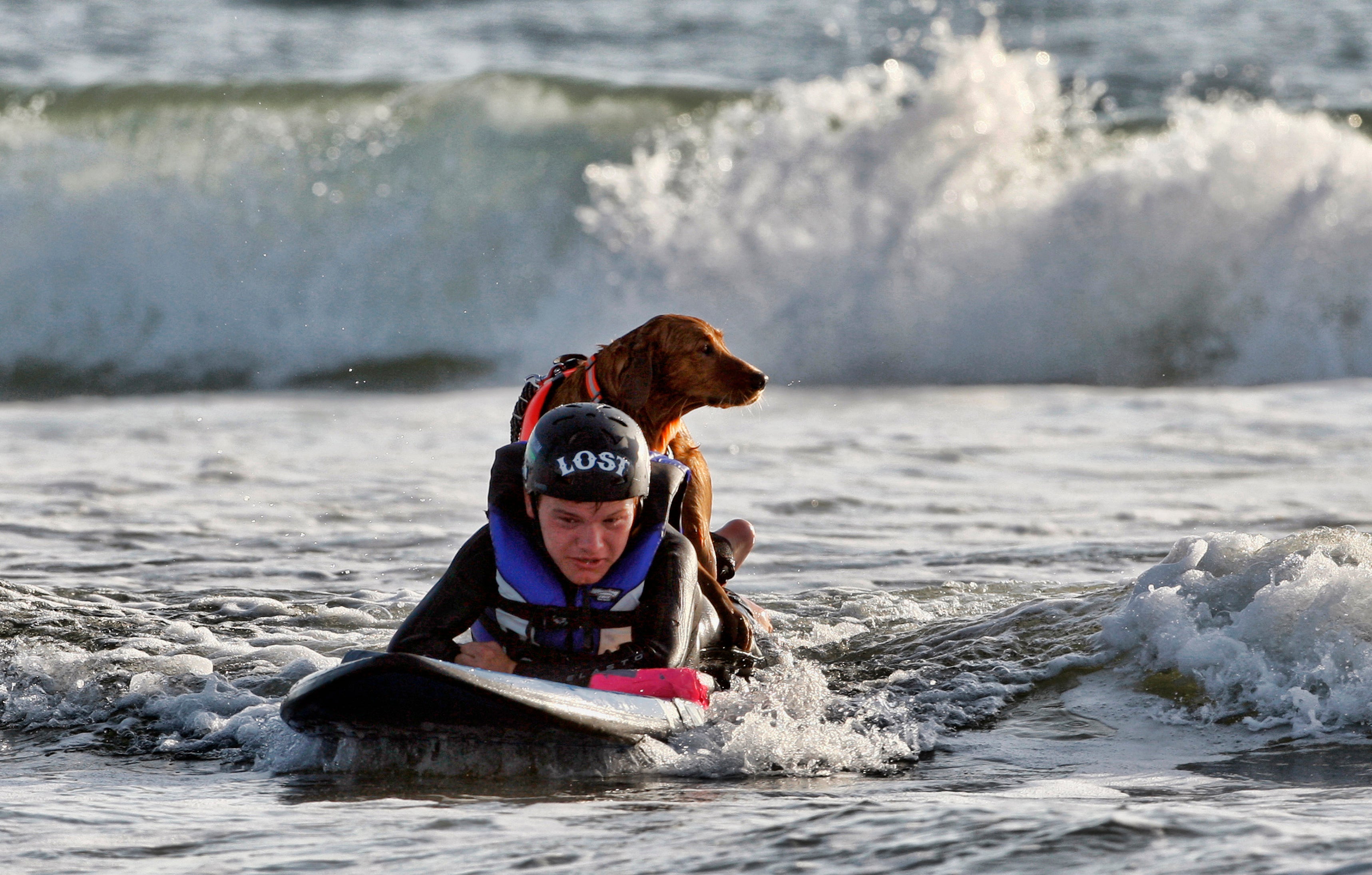 California Surfing Dog Dies