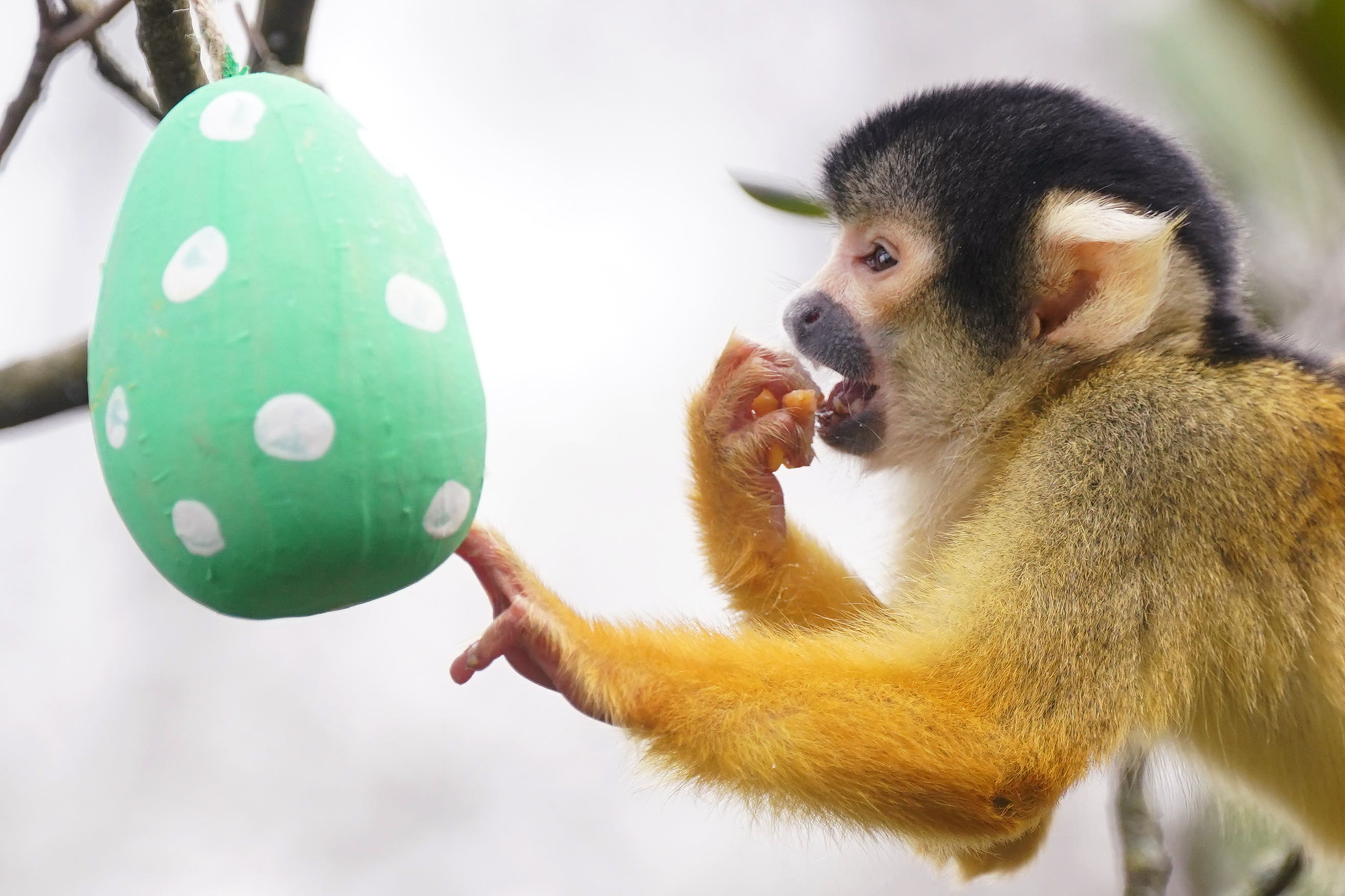 Tiger cubs, meerkats and monkeys forage for Easter eggs at London Zoo