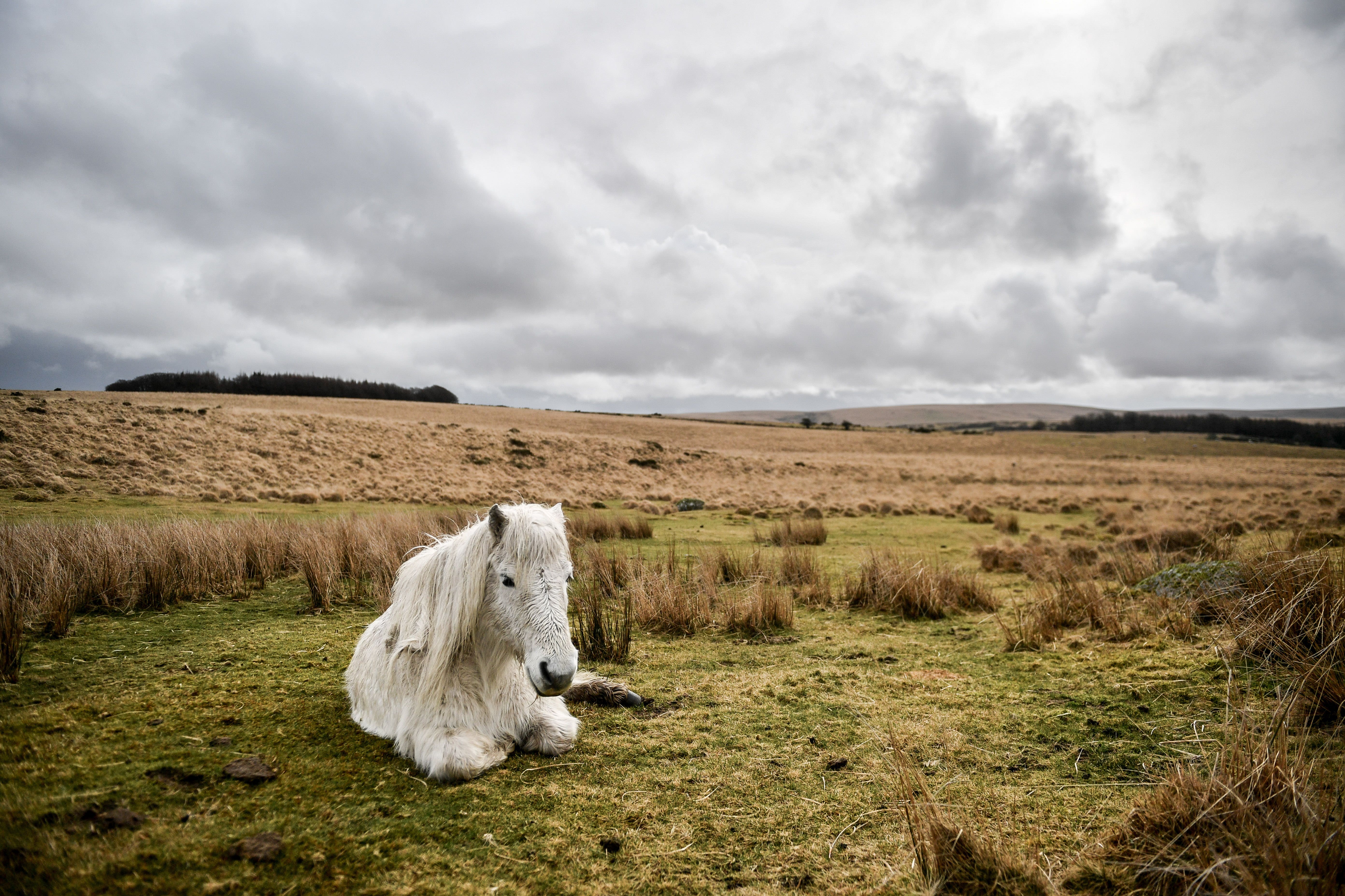 A High Court judge previously ruled that people do not have a right to wild camp in Dartmoor National Park without landowners’ permission (Ben Birchall/PA)