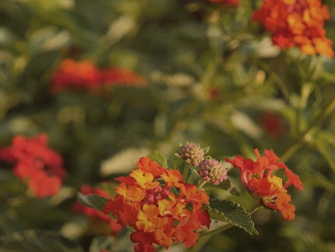 Researchers say ‘lantana’ has invaded more than 50 per cent of tiger reserves in India. It kills other native plants in its vicinity, leading to the depletion of food for the herbivores