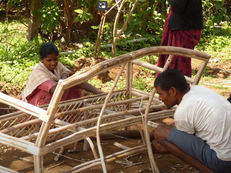 Several groups now engage local communities around tiger reserves to help with the removal of ‘lantana’. Then they use the shrub to make furniture and other utility items