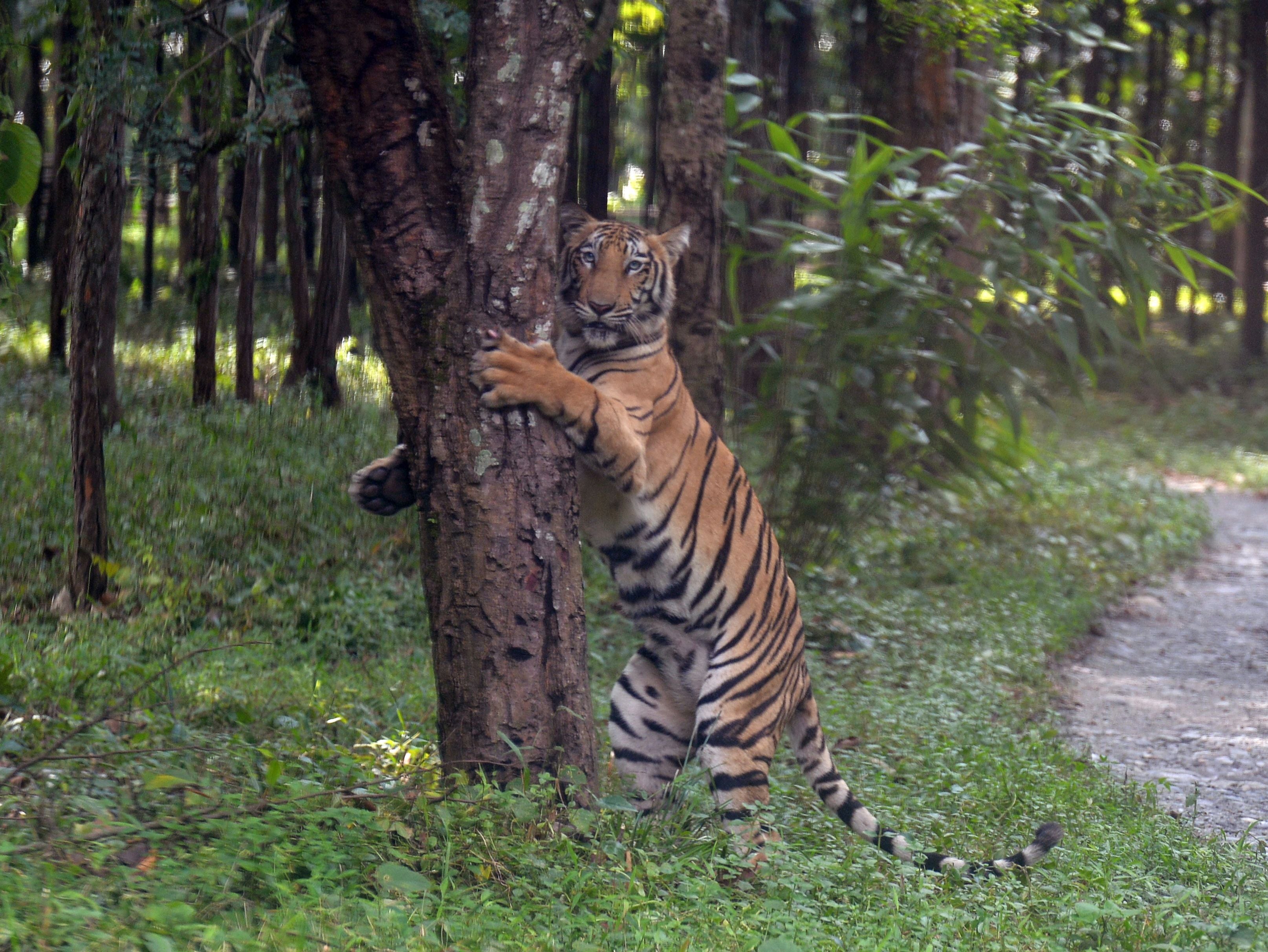 Experts believe that one of the world’s worst invasive plants, ‘lantana camara’, deteriorates the biodiversity of tiger reserves