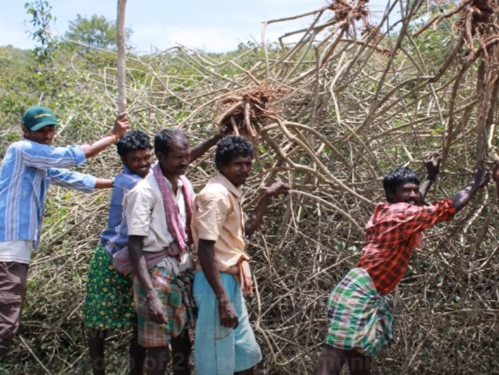 Community members removing ‘lantana’ from the Bandipur Tiger Reserve in Karnataka