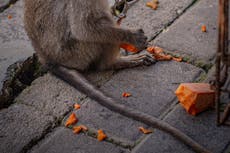 Monkey torture videos prompt drive to include animals in Online Safety Bill