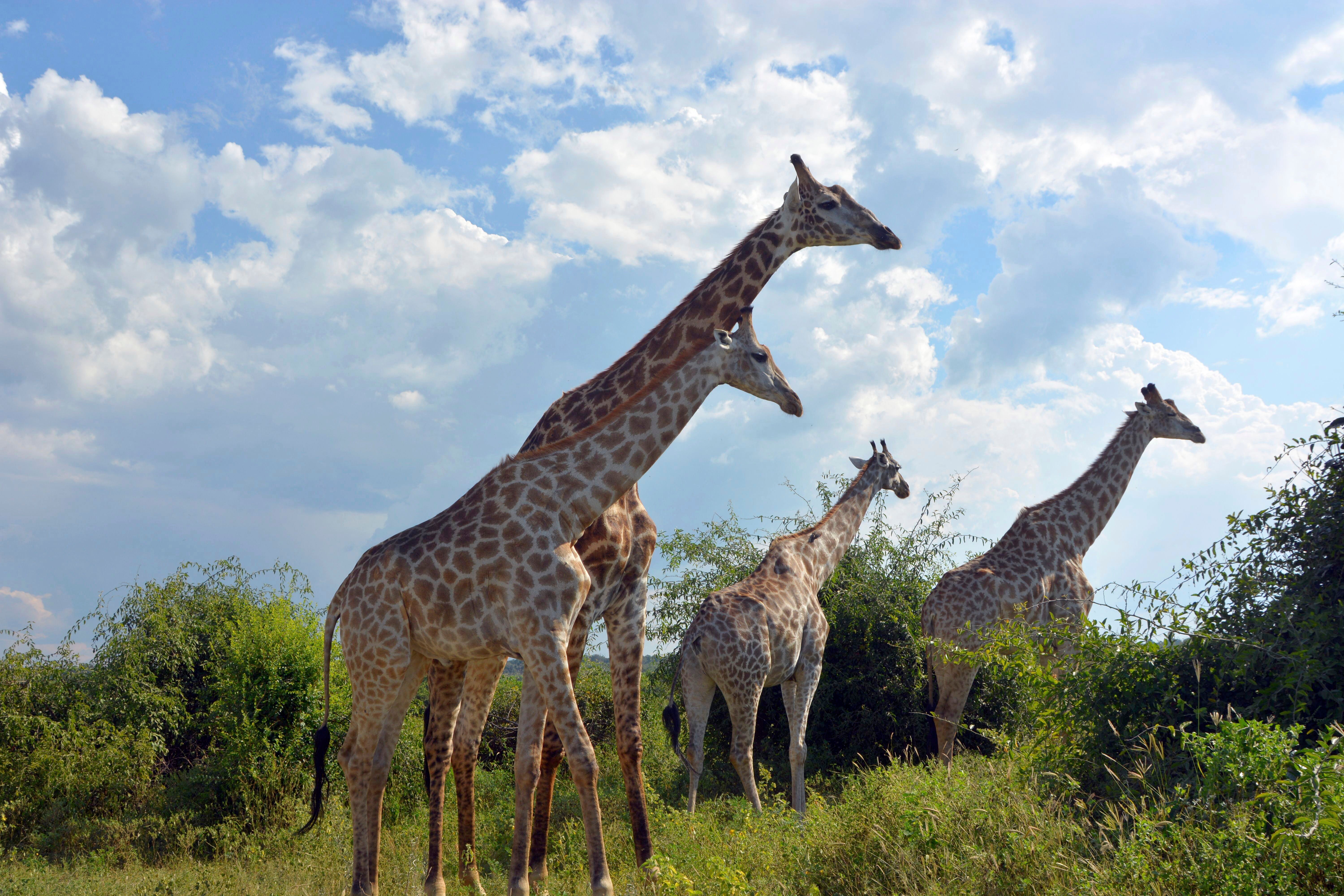 Climate Okavango Peatlands