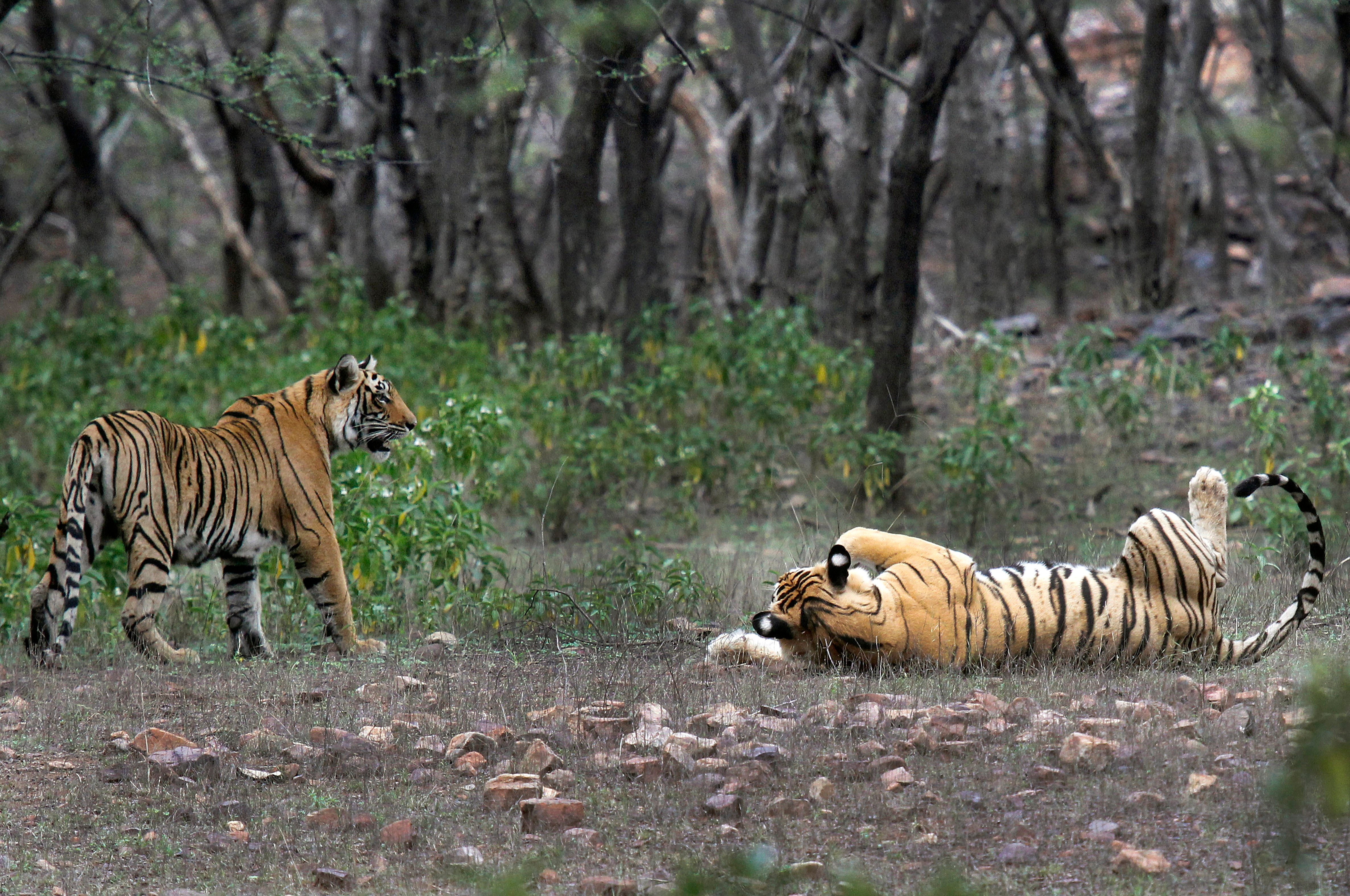 India Counting Tigers