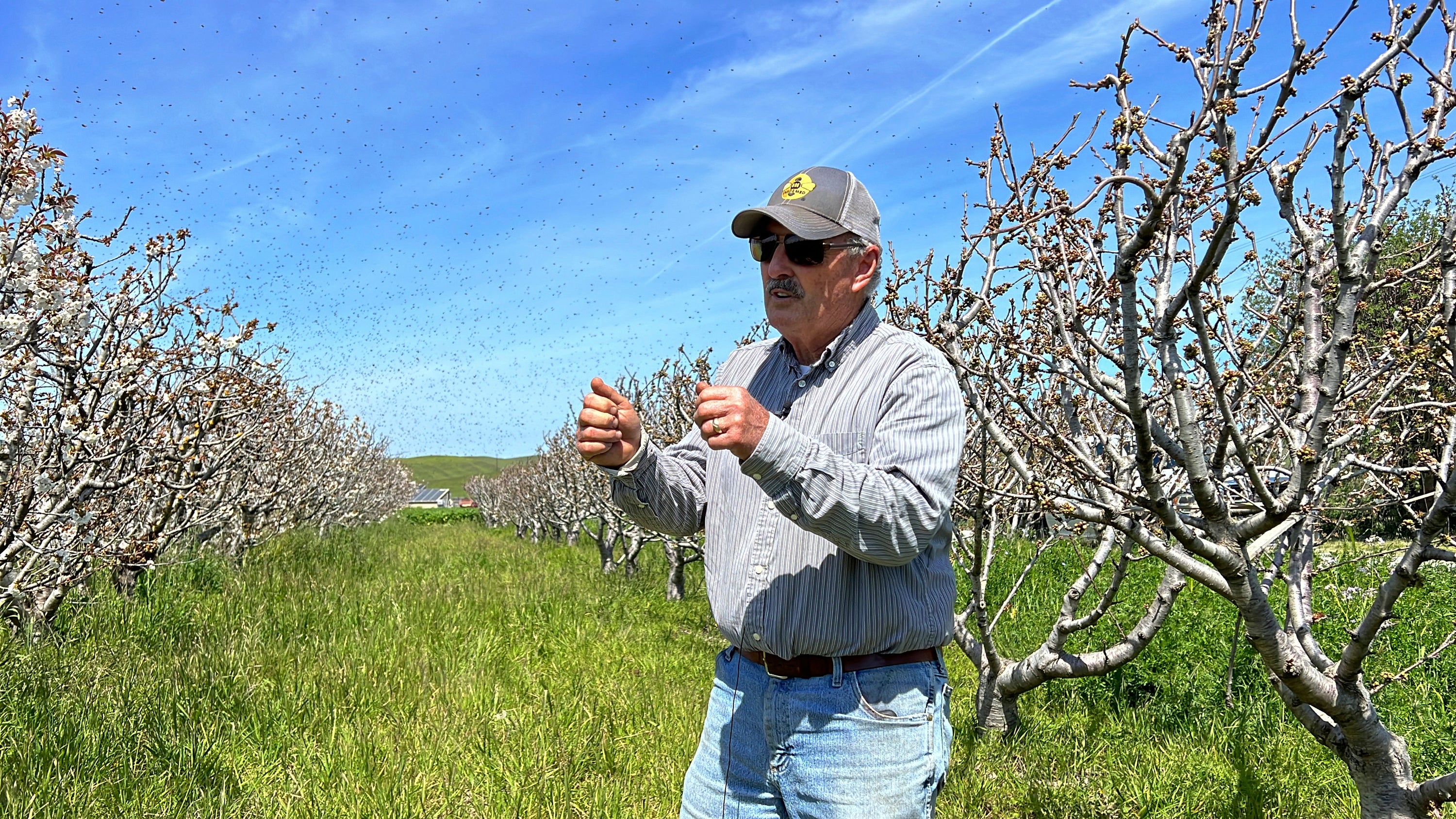 California Storms Farming Bees