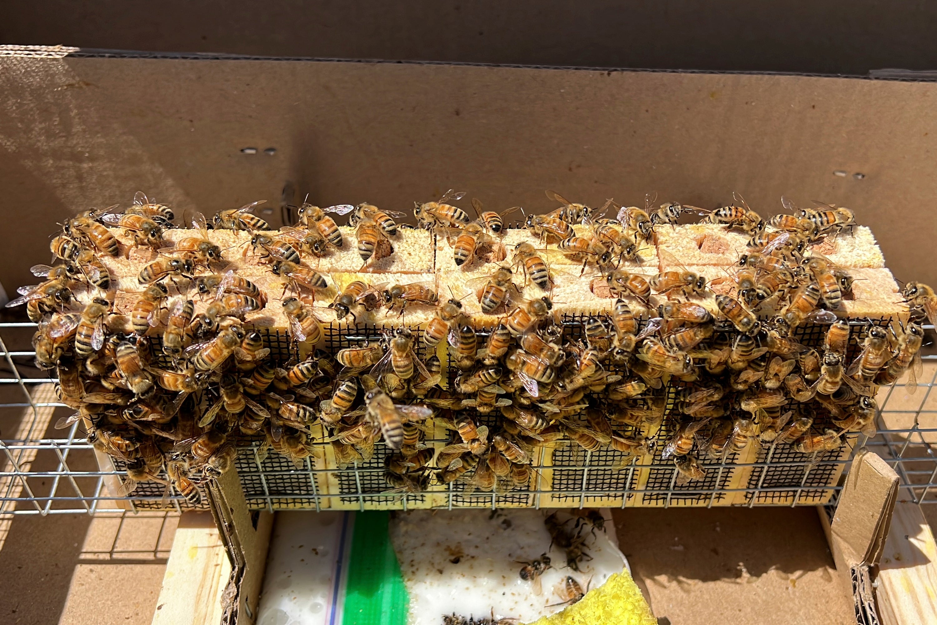 California Storms Farming Bees