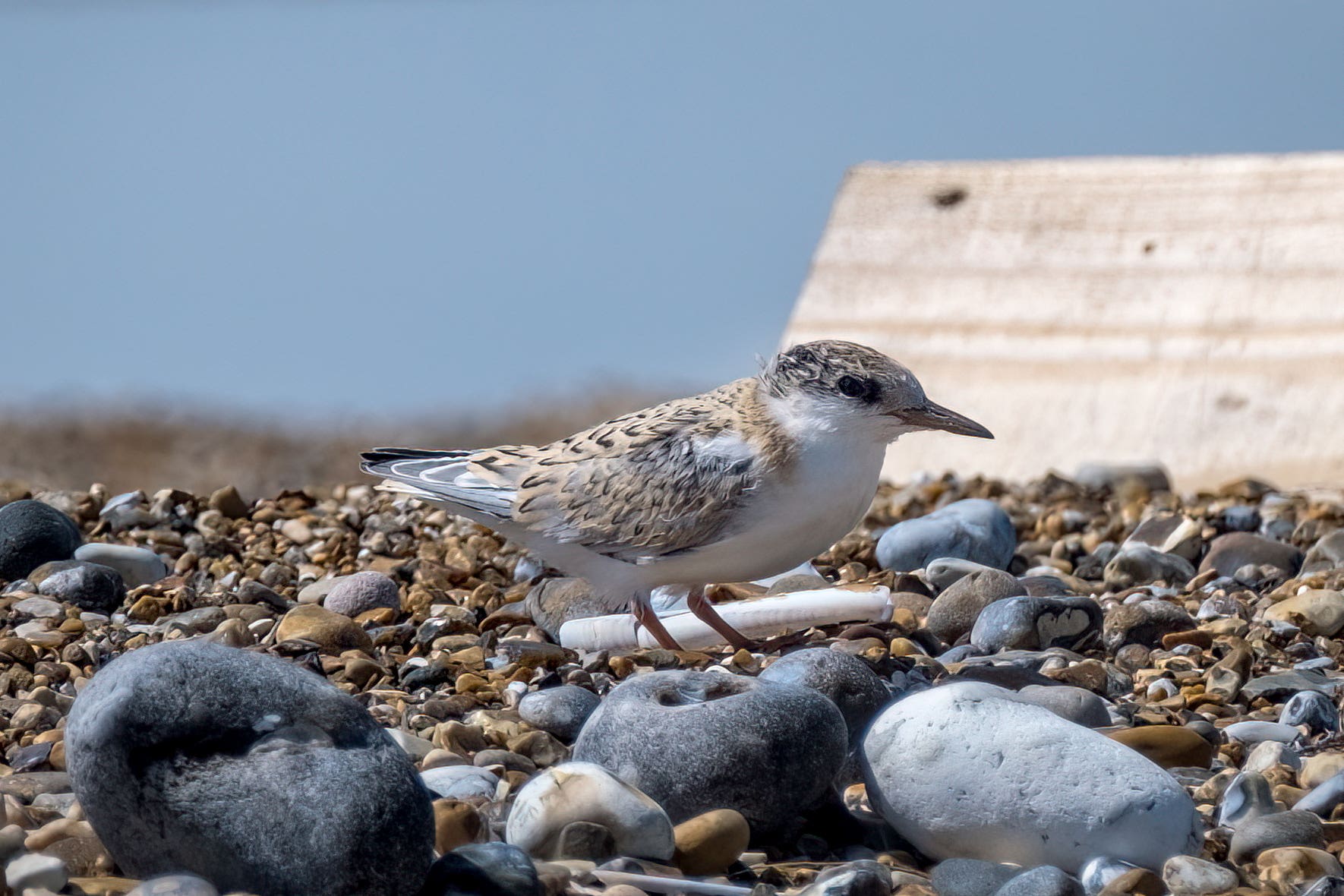 A little tern, one of the UK’s rarest seabirds, shelters on Blakeney Point (National Trust/Hanne Siebers/PA)