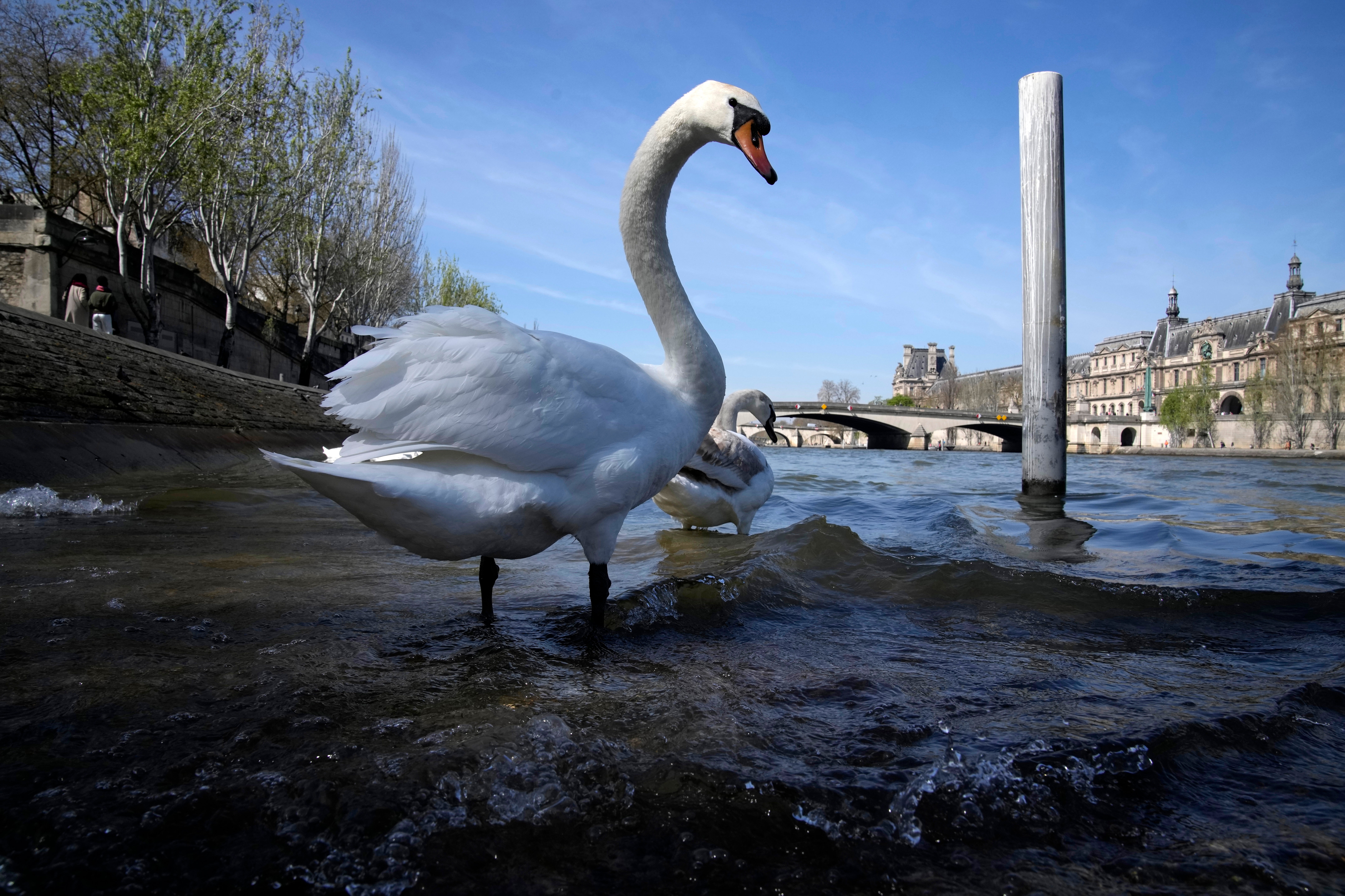 Paris 2024 The Swimmable Seine