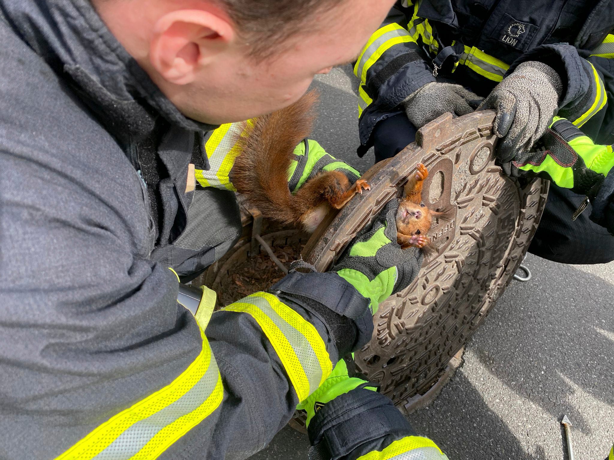 Germany Squirrel Rescue