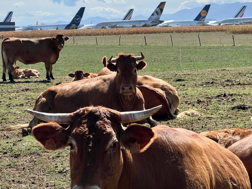 Billion-dollar meadow: cattle in the field adjacent to Tarbes Lourdes Pyrenees